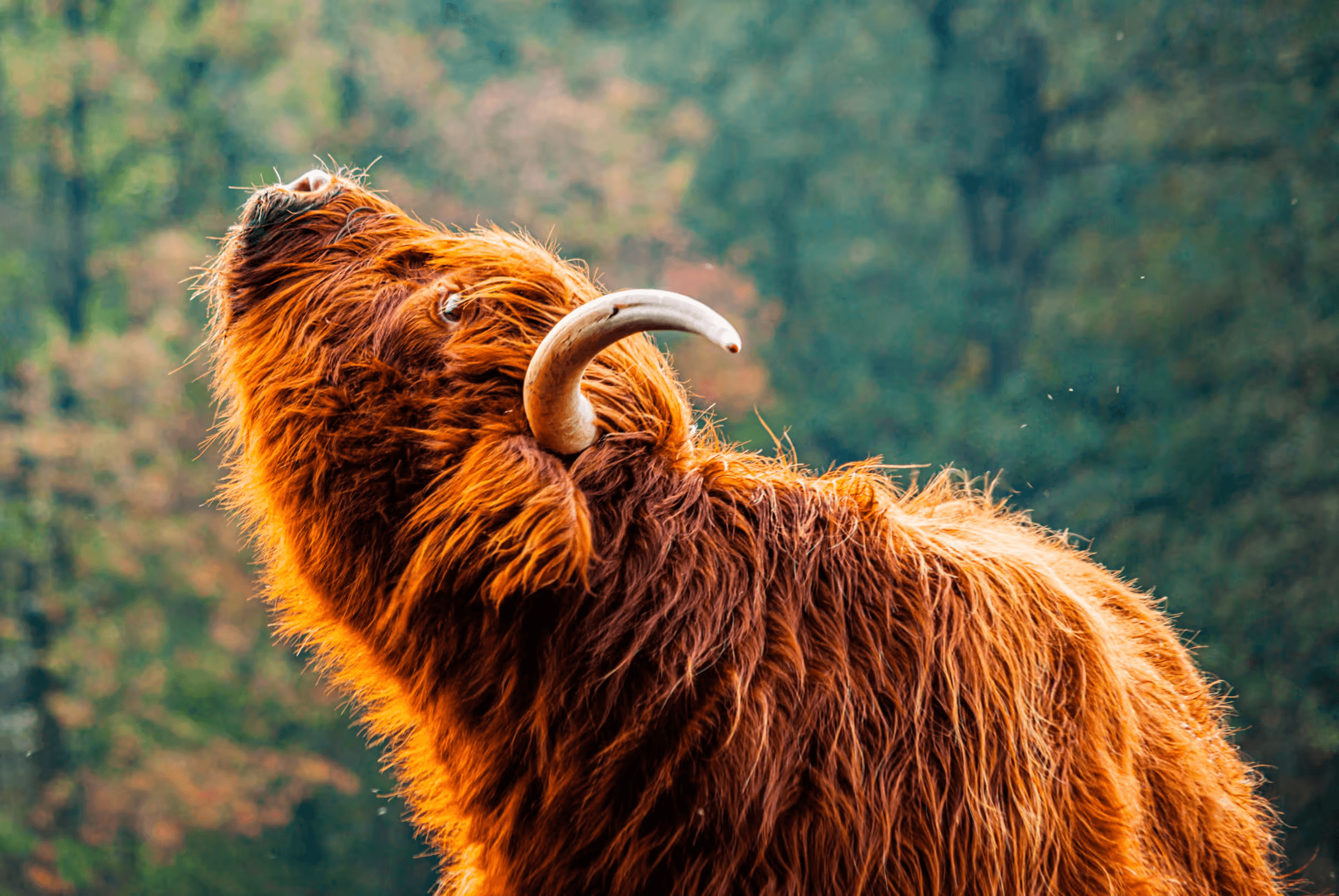 A close-up photograph of a Highland Cow with long, shaggy reddish-brown fur and prominent curved horns, looking upwards with its head raised, against a blurred background of green foliage.