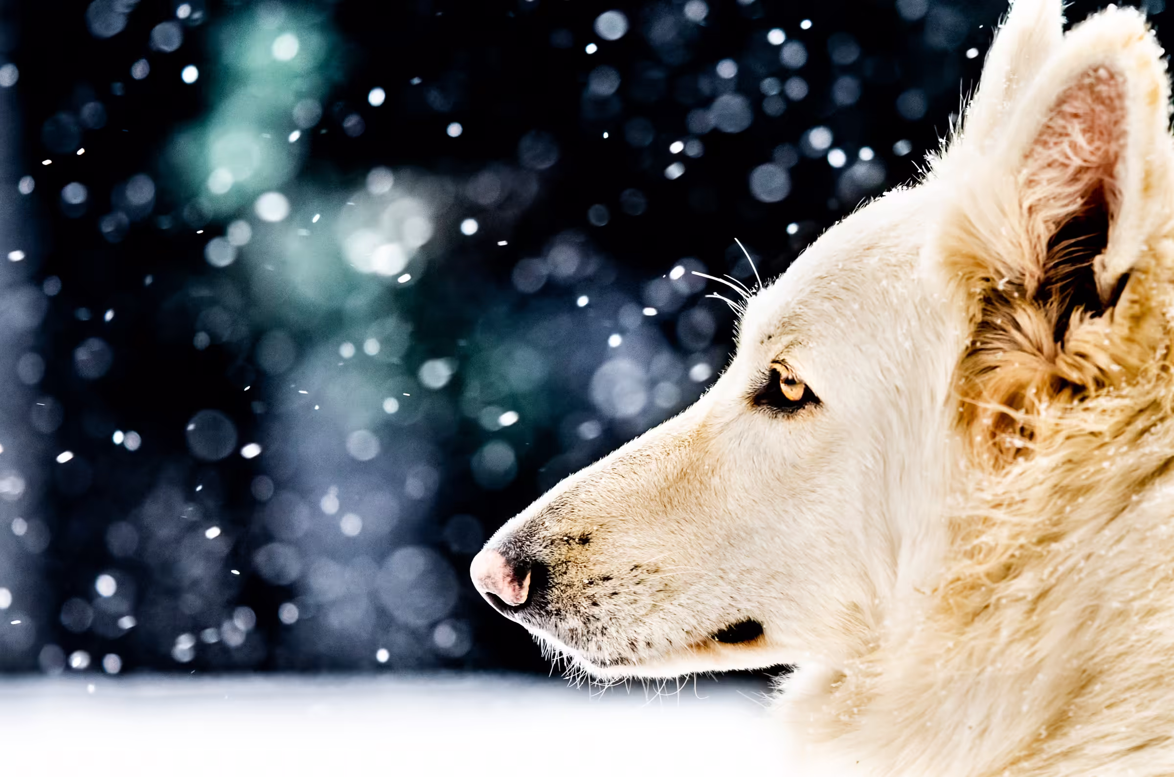 Profile portrait of a White Shepherd Dog with a thick white coat and amber eyes, gazing left as snow falls softly against a dark, blurred background.