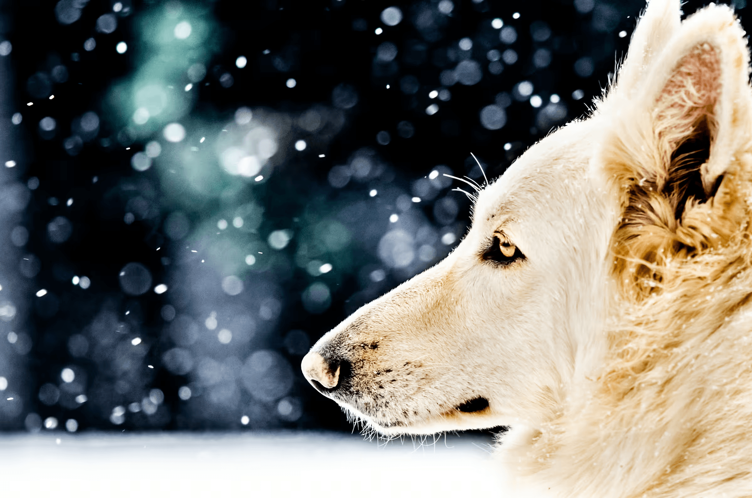 Profile portrait of a White Shepherd Dog with a thick white coat, looking to the left, with amber eyes and a pink nose, against a dark background with blurred white bokeh resembling falling snow.