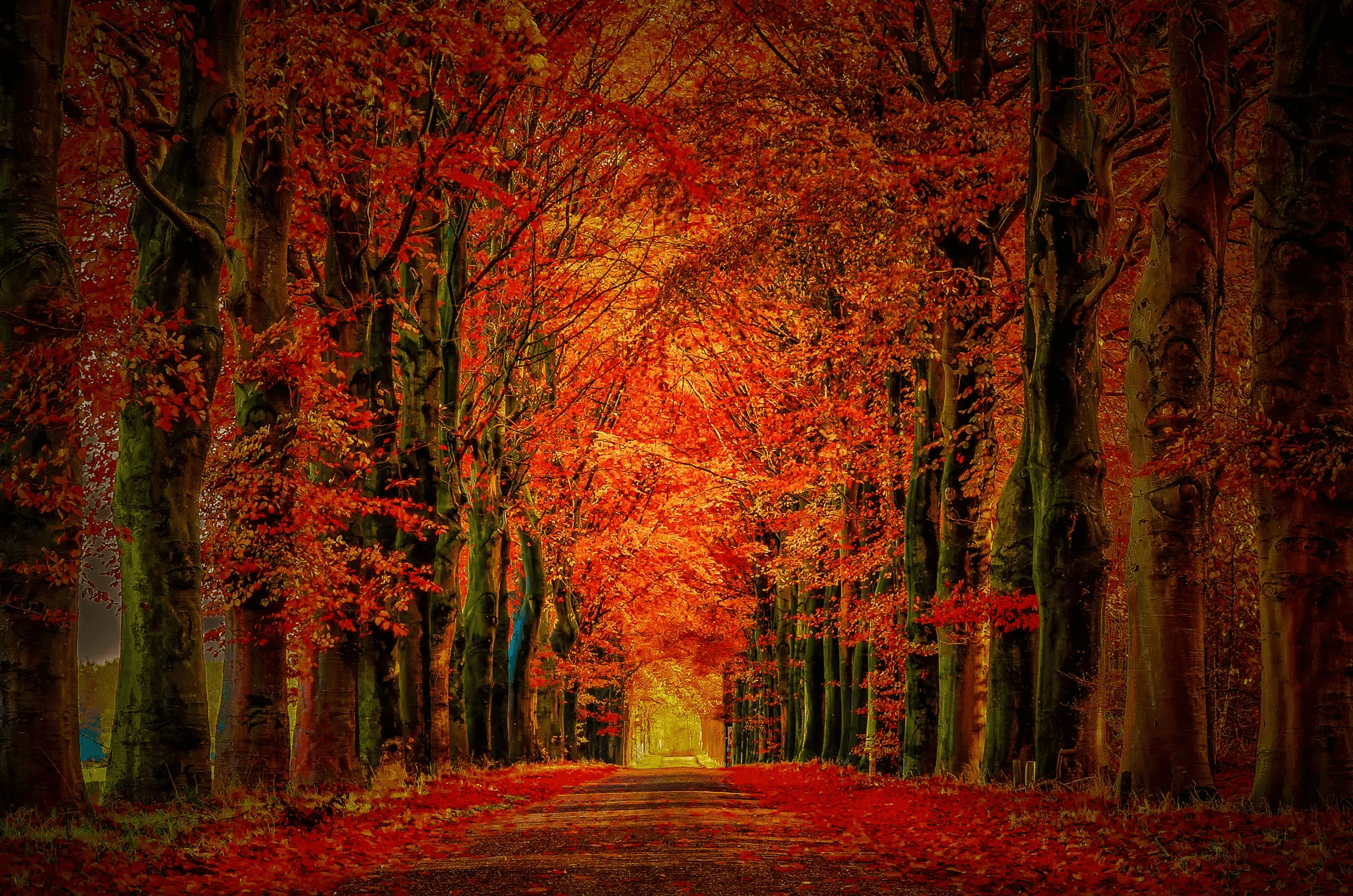 Autumn landscape photograph of a tree tunnel in Etten-Leur, Netherlands. Vibrant fall foliage in shades of red, orange, and yellow forms a dense canopy over a path lined by tall trees.