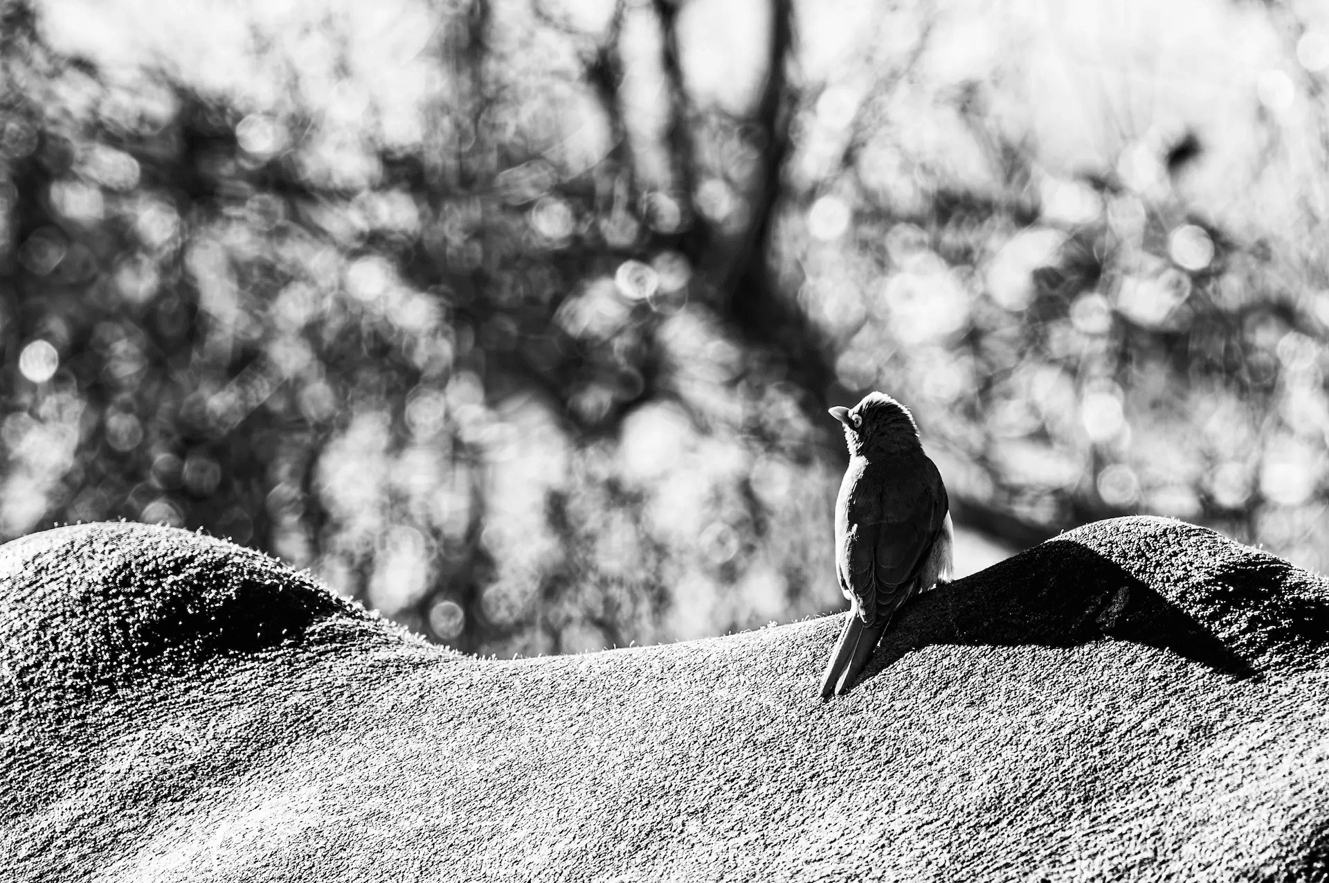 A striking black and white photograph of a small bird perched on the back of a large ox. The bird, facing away from the camera, is delicately balanced on the ox's textured hide. The ox is partially visible, with its broad back and contours filling the lower portion of the frame. The background is softly blurred, suggesting a natural, outdoor setting. The monochromatic tones emphasize the textures and forms of both animals, creating a serene and harmonious image of interspecies relationship.