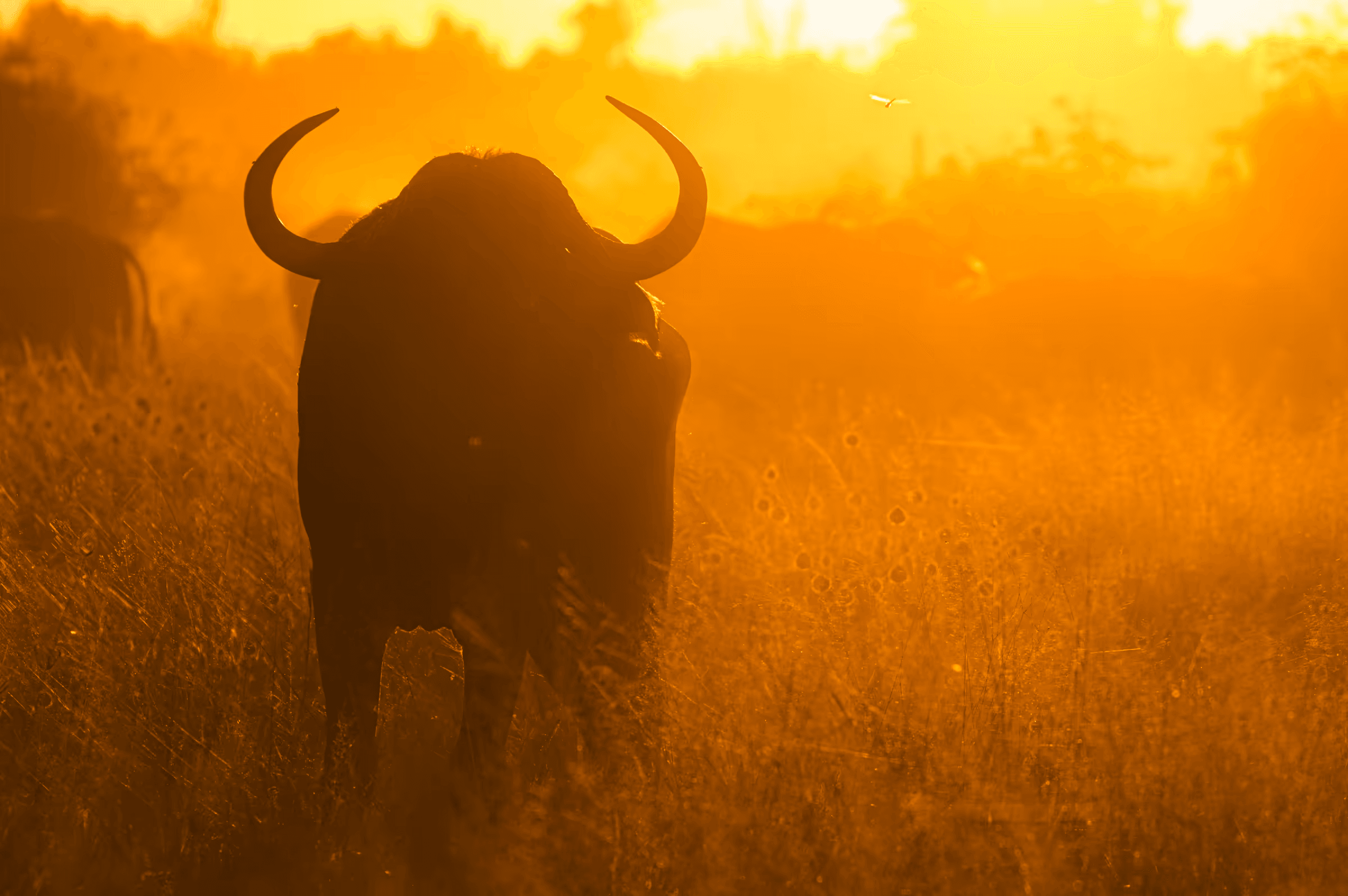 Dramatic silhouette of an African bull in Botswana against a vibrant golden sunset/sunrise. The bull is positioned in the foreground, strongly backlit, emphasizing its powerful form and large horns. The background is a brilliant gradient of orange and yellow sky, typical of the African savanna's golden hour. Evocative wildlife photography capturing the essence of Botswana.