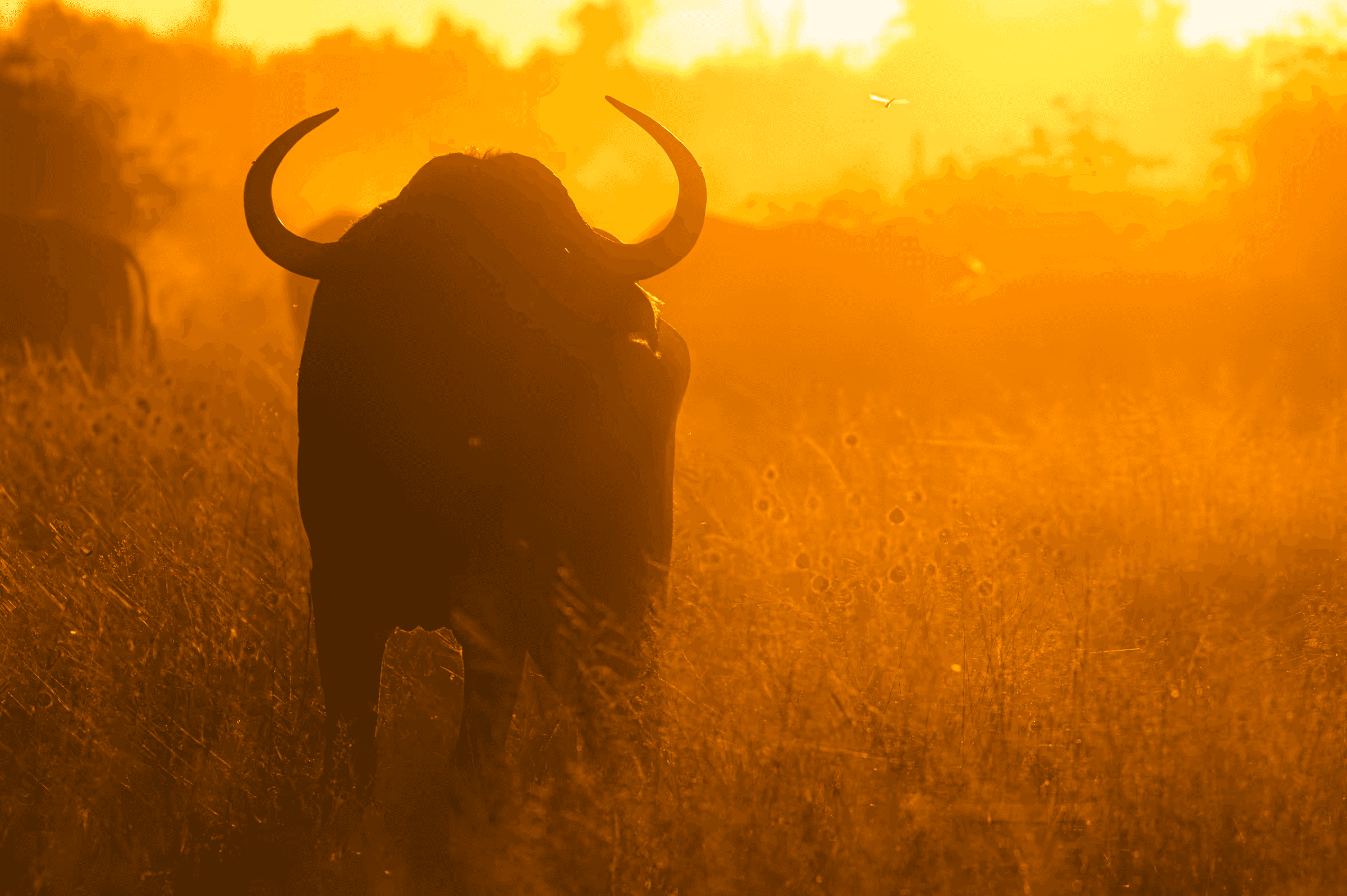 Dramatic silhouette of an African bull in Botswana against a vibrant golden sunset/sunrise. The bull is positioned in the foreground, strongly backlit, emphasizing its powerful form and large horns.