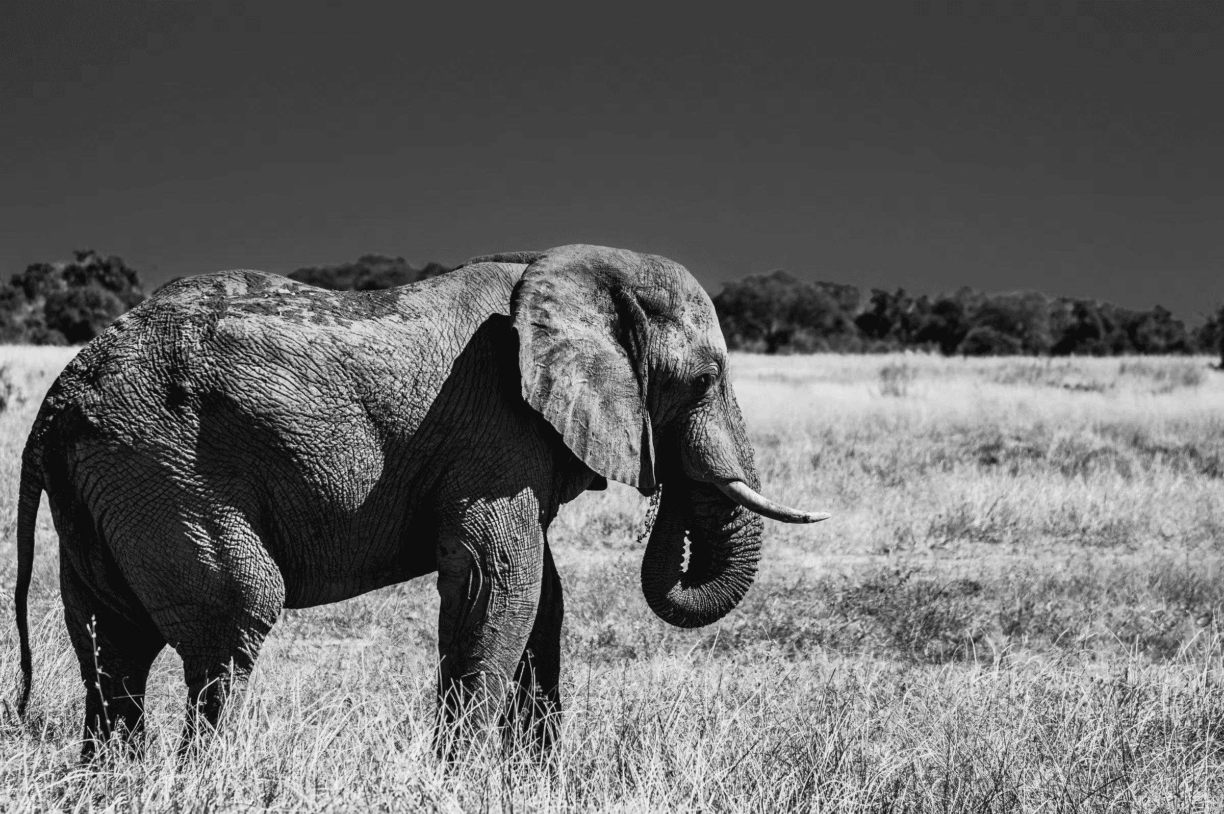 Black and white wildlife photograph of an African Elephant in Botswana. The elephant, with textured skin and tusks visible, walks across a grassy plain.