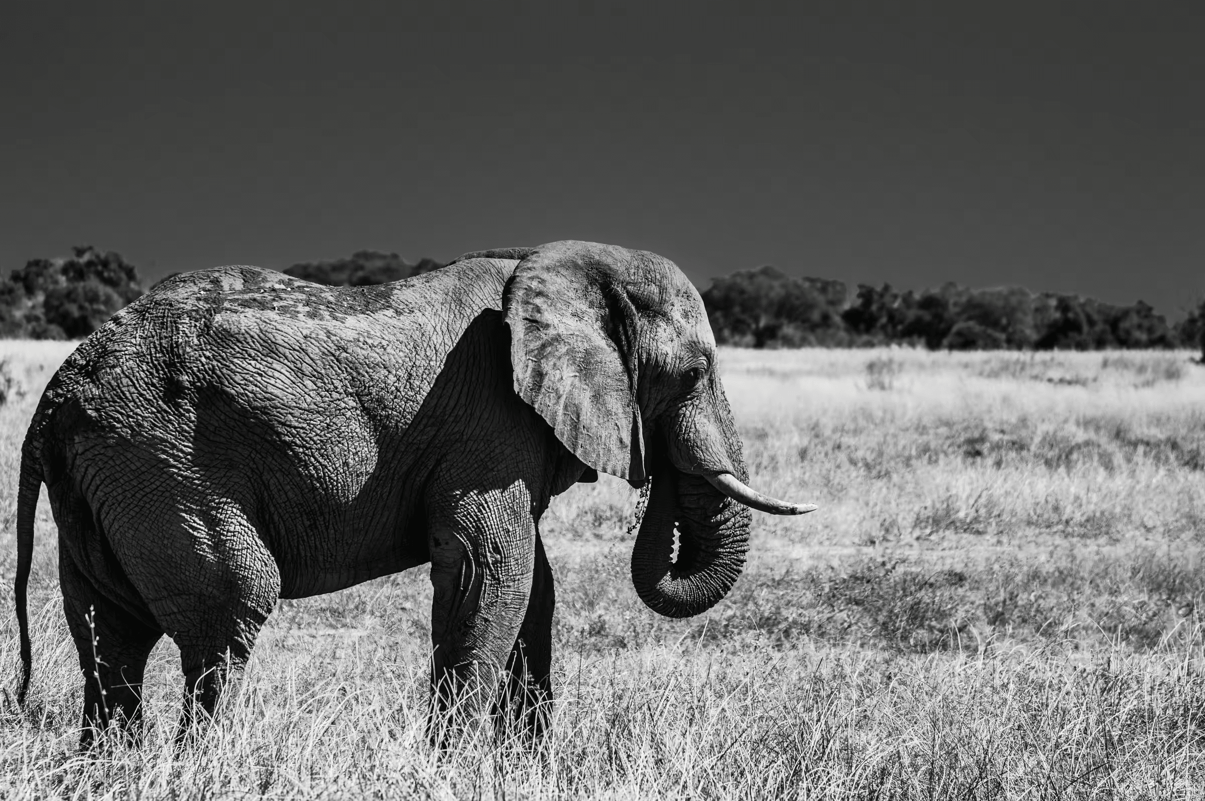 Black and white wildlife photograph of an African Elephant in Botswana. The elephant, with textured skin and tusks visible, walks across a grassy plain. The background includes sparse trees and a dark sky, rendered in monochrome shades. Evocative black and white wildlife photography of an elephant.