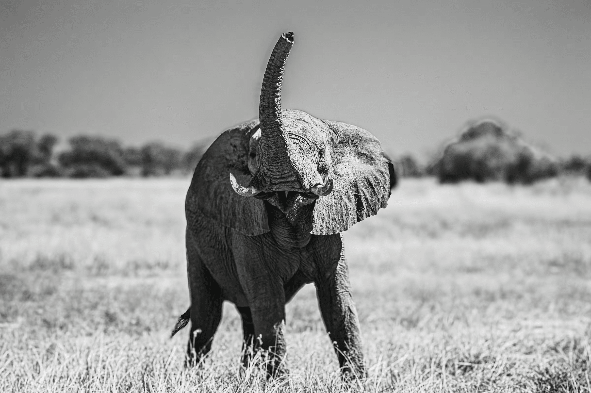 Black and white wildlife photograph of an African Elephant in Botswana raising its trunk skyward. The elephant, positioned centrally, has its trunk fully extended upwards, as if trumpeting or scenting the air. The surrounding Botswana savanna and grassy plains are rendered in monochrome shades, creating an evocative wildlife scene.