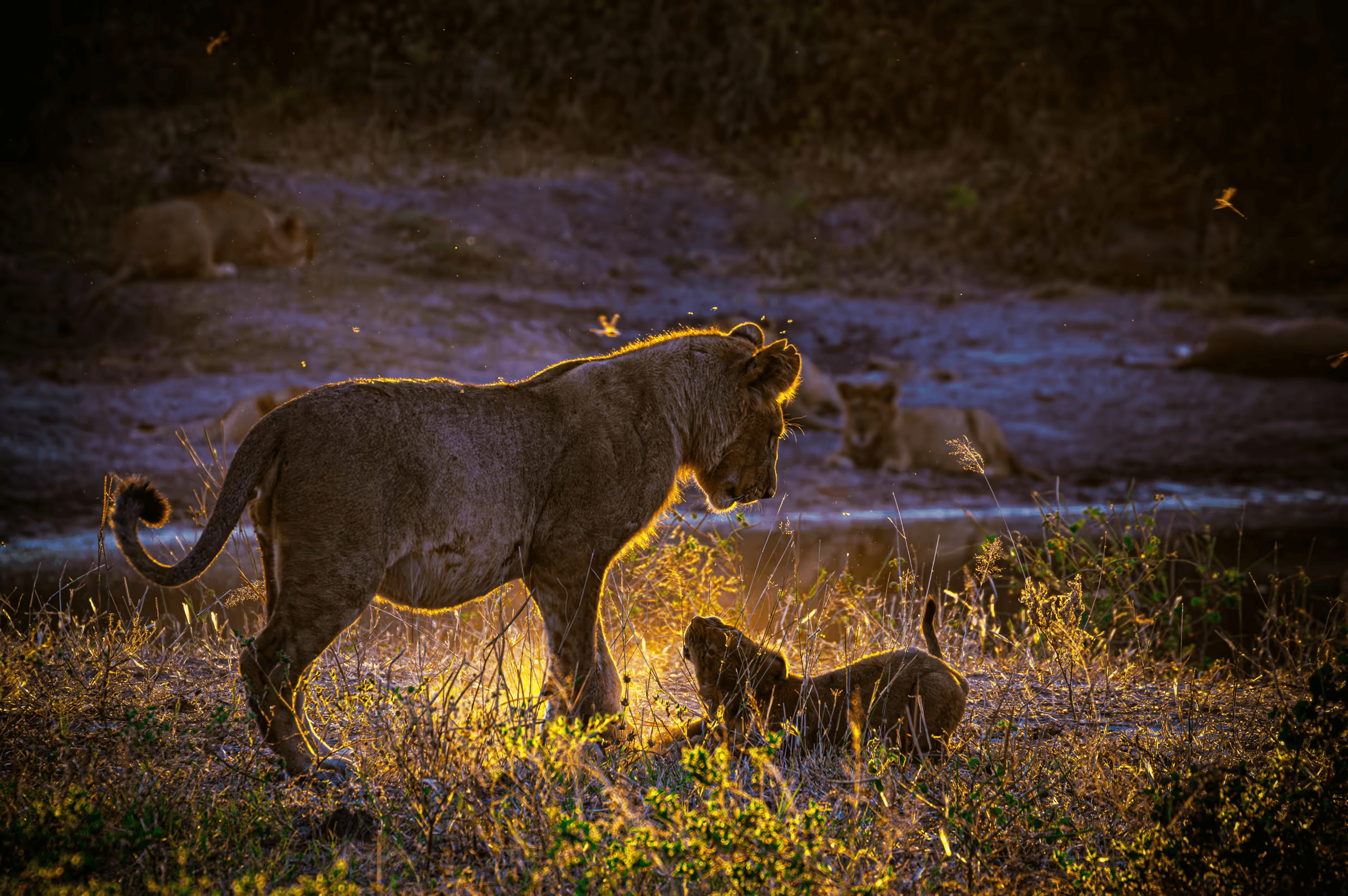 Wildlife photograph of a lion cub and juvenile lion playing in golden sunlight in Botswana. Two lions, a cub and a juvenile, are playing in golden sunlight. Their forms are silhouetted against the bright light. Savanna landscape and golden hour light create a warm and dramatic atmosphere. African wildlife photography, lion cubs, animal behavior, Botswana savanna, golden light.