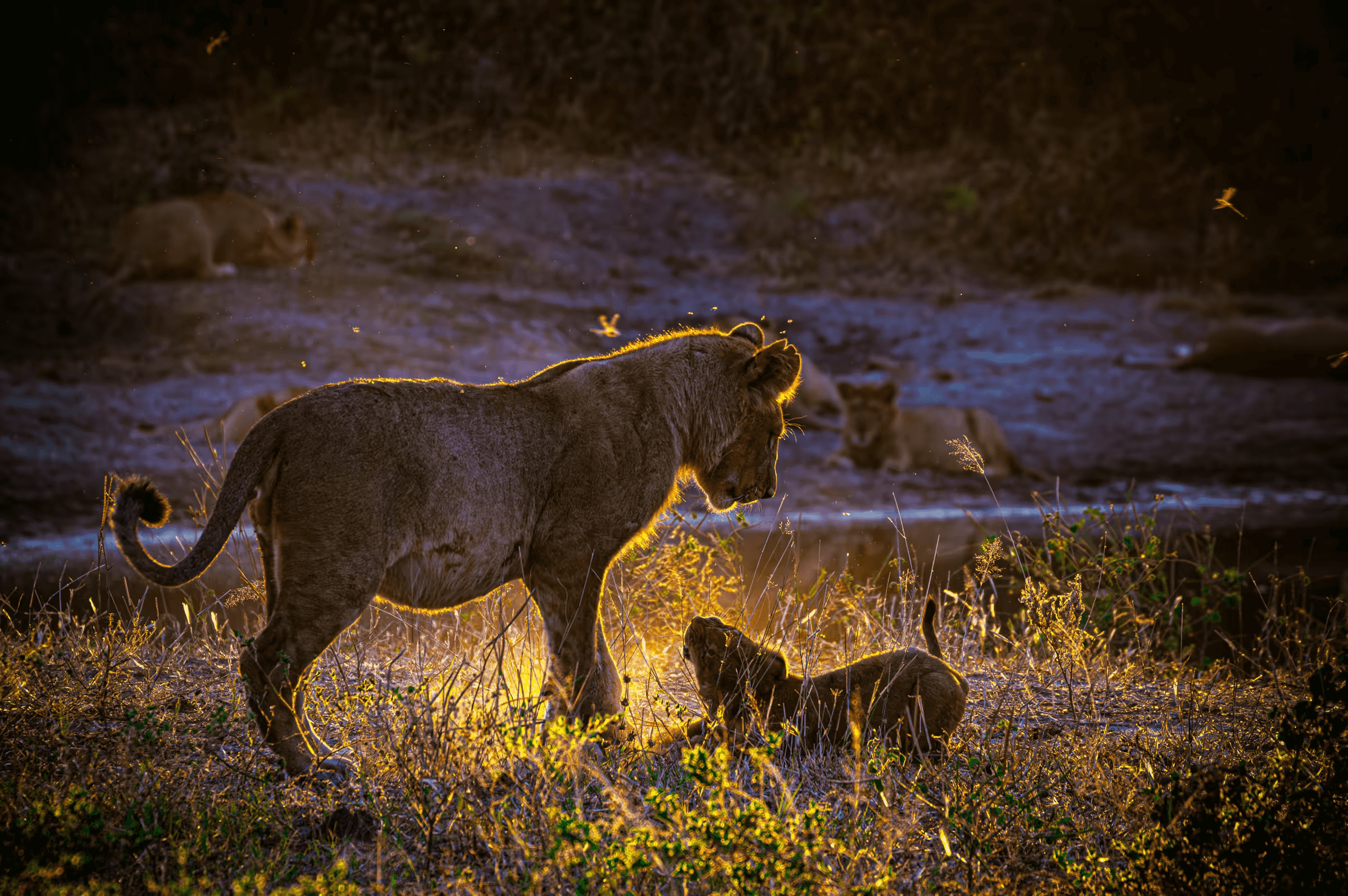 Wildlife photograph of a lion cub and juvenile lion playing in golden sunlight in Botswana. Two lions, a cub and a juvenile, are playing in golden sunlight.