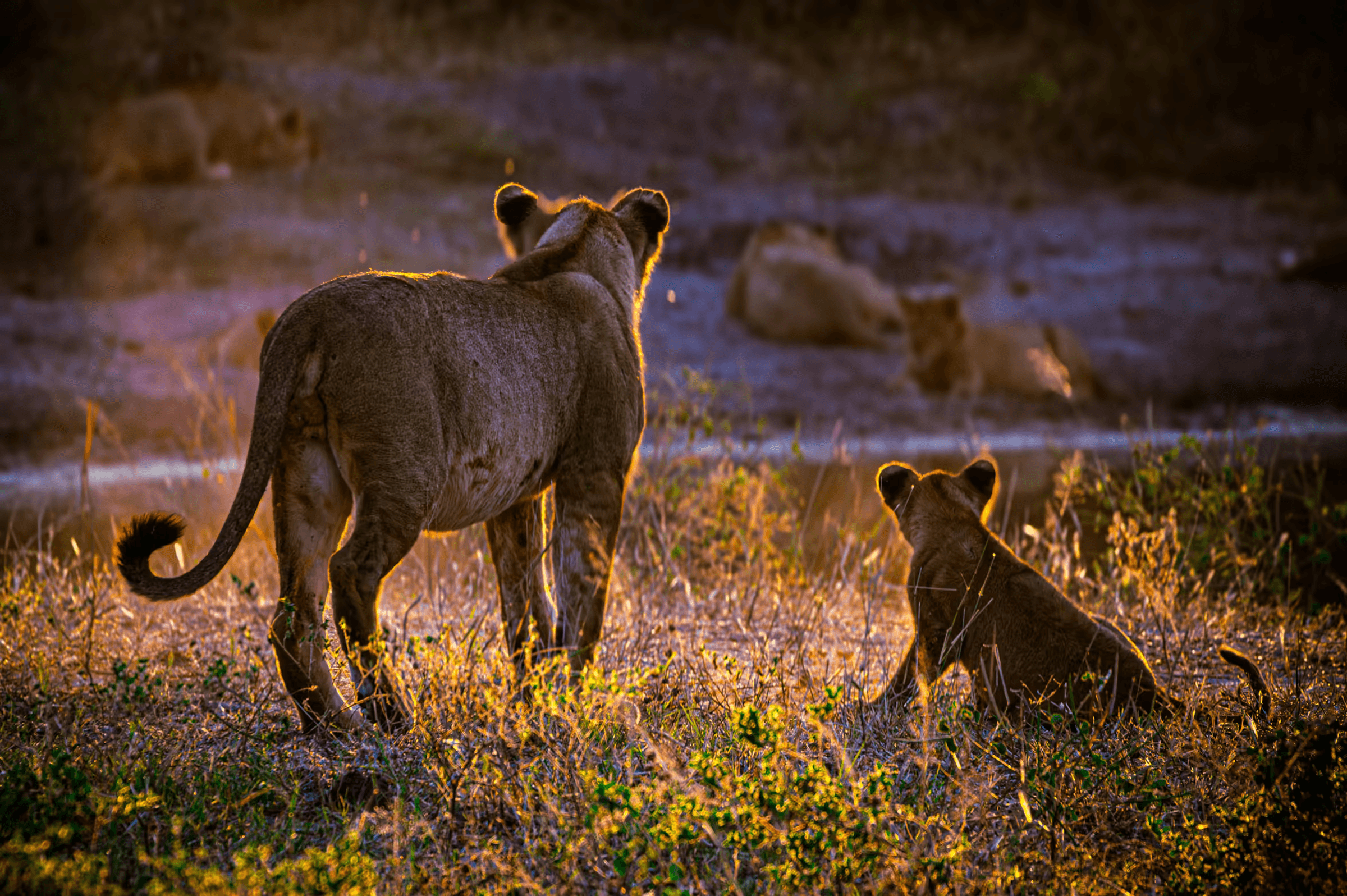 Wildlife photograph depicting a lioness and her cub watching their pack in Botswana. A lioness and a cub are in the foreground, looking towards a group of lions resting in the distance. The scene is bathed in warm golden hour light. Botswana savanna and natural wildlife behavior are highlighted.