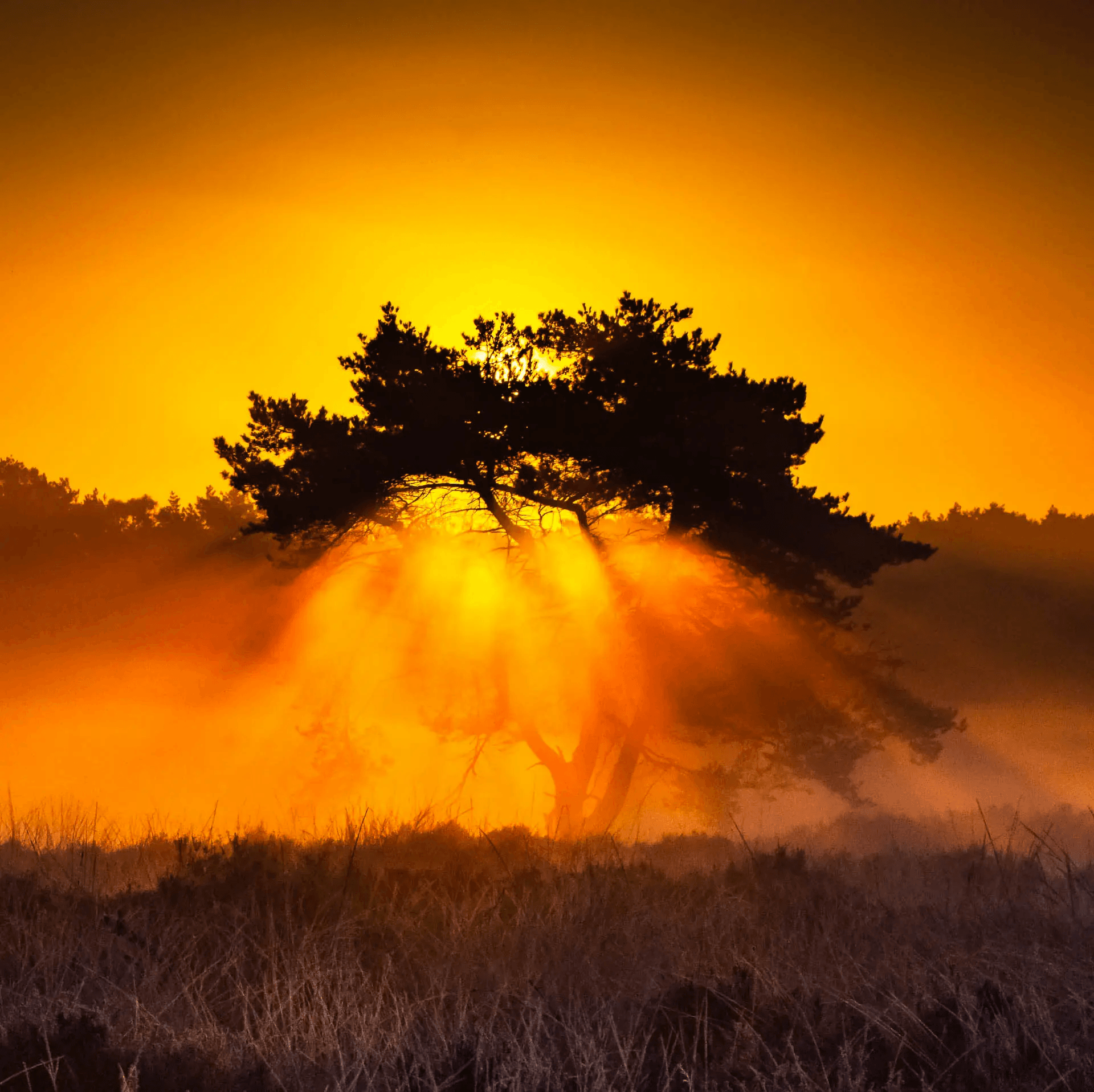 A dramatic landscape photograph of a silhouetted tree against a brilliant orange and yellow sunrise sky.  Sunlight powerfully streams through the branches of the tree and illuminates the surrounding mist, creating ethereal shafts of light. The foreground shows a misty field with low vegetation, adding to the atmospheric depth of the scene. The overall effect is one of intense light and shadow, highlighting the beauty of nature at dawn.