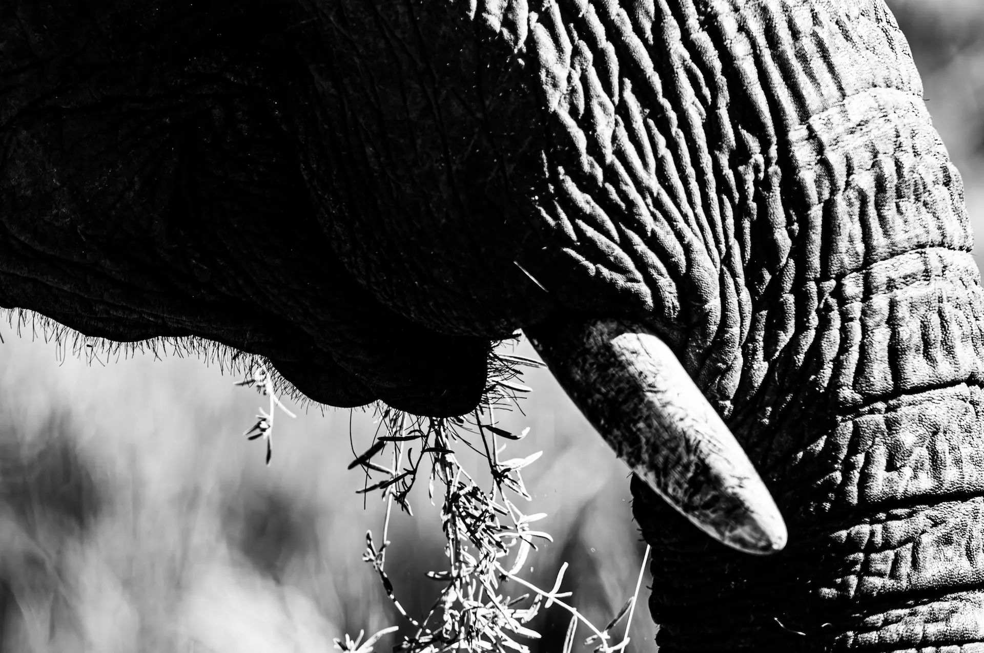 A black and white close-up photograph focusing on the textured trunk of an elephant as it delicately grasps and eats grass.