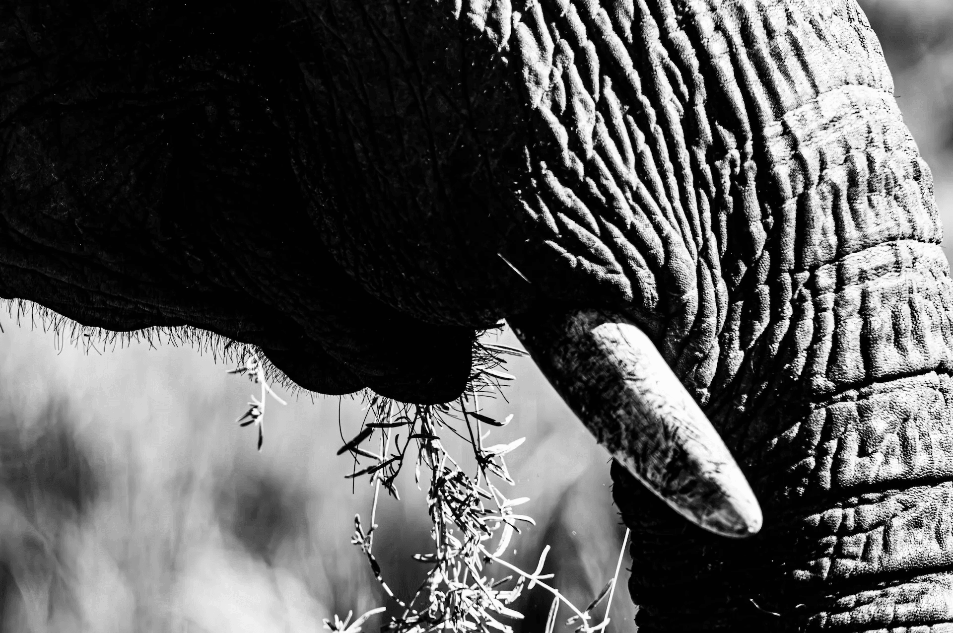 A black and white close-up photograph focusing on the textured trunk of an elephant as it delicately grasps and eats grass. The image highlights the intricate wrinkles and patterns of the elephant's skin, contrasting with the fine blades of grass. The foreground and background are softly blurred, drawing attention to the tactile details of the trunk and the act of feeding. The strong monochrome tones enhance the texture and sculptural quality of the elephant's anatomy.