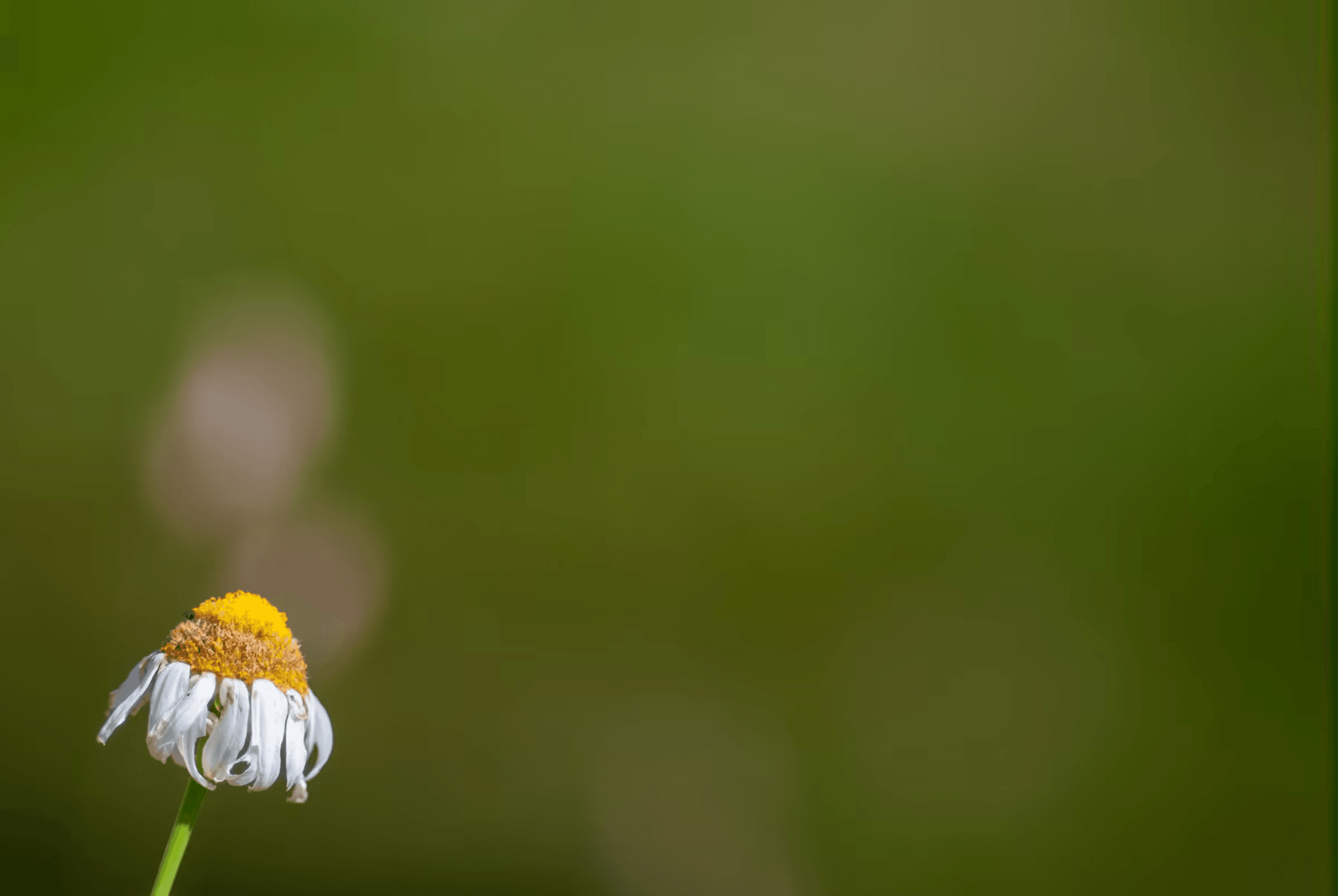 Close-up landscape photograph of a single chamomile flower in Piedmont, Italy. The flower head with white petals and a yellow center is slightly drooping and facing downwards. A soft, blurred green field creates a peaceful background. Gentle natural light and serene floral image.