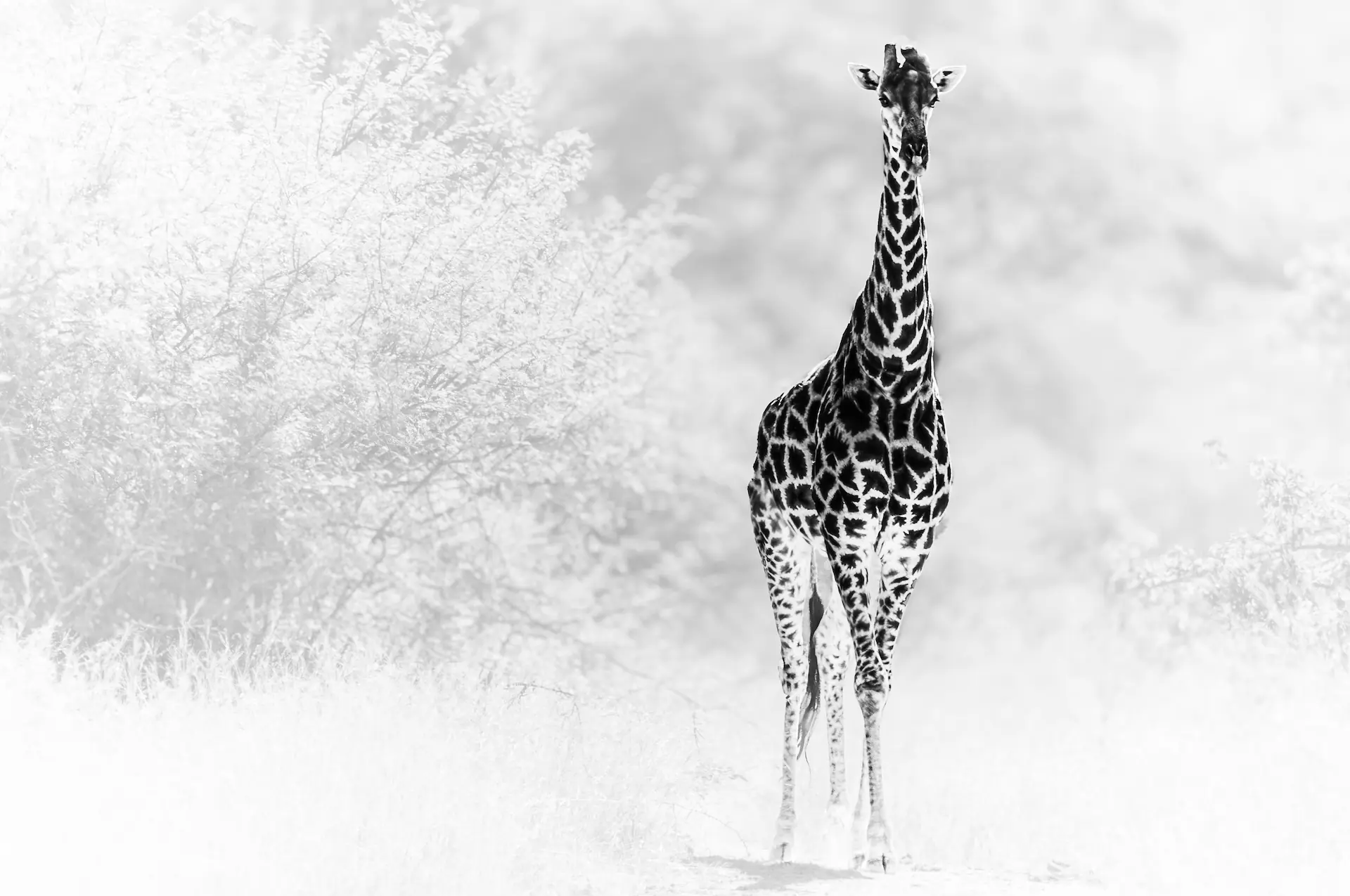 A stunning black and white photograph of a giraffe standing tall and facing the camera directly. The giraffe's long neck and distinctive patterned coat are prominently featured, sharply contrasted against a bright, almost bleached-out background of sparse trees and vegetation.