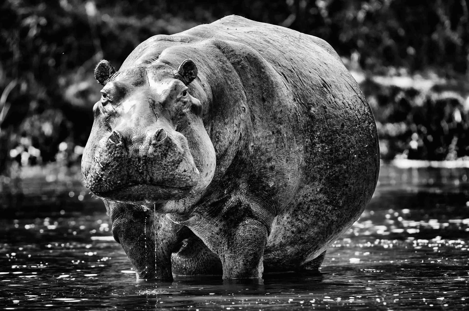 A powerful black and white portrait photograph of a hippopotamus standing in water, facing directly towards the camera. The hippo's massive head and body are prominently displayed, showcasing its robust form and textured skin. Water drips from its chin, and the reflections on the water's surface add depth to the scene. The background is blurred, emphasizing the hippo as the central subject and highlighting its imposing presence in its aquatic environment.