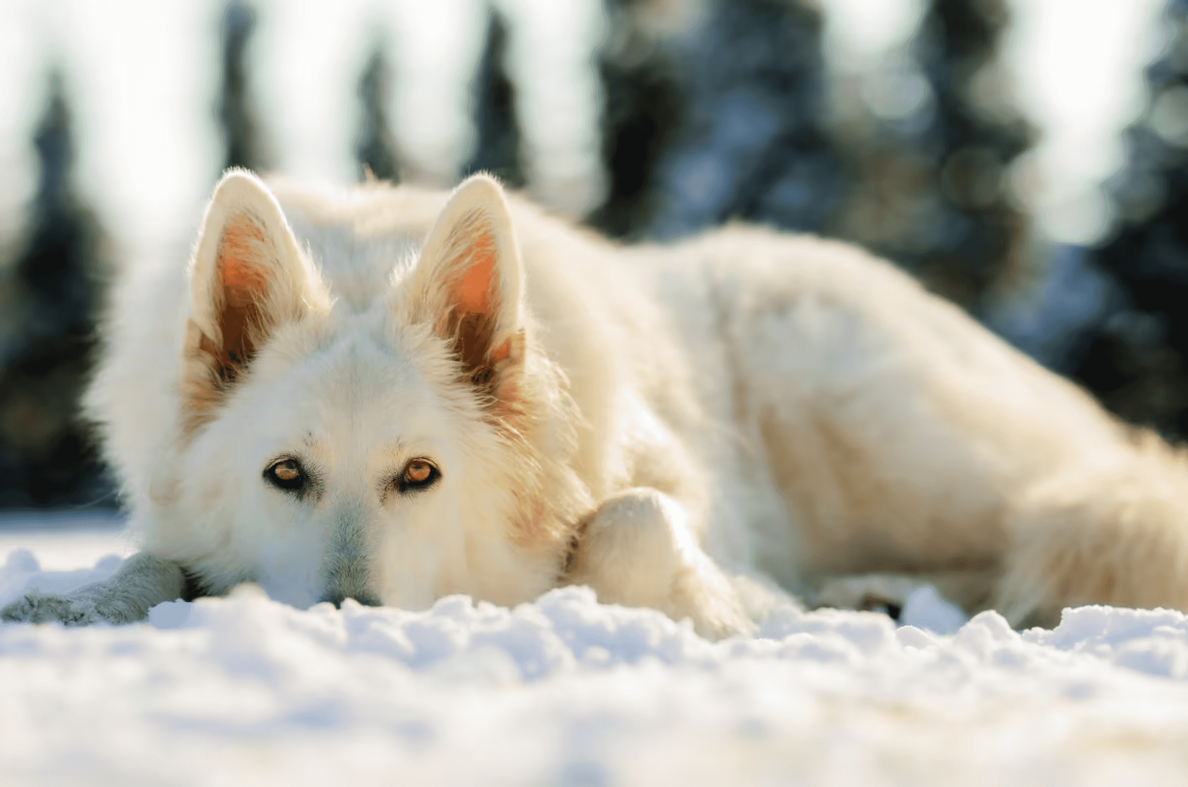 Portrait of a White Swiss Shepherd Dog (also known as White Shepherd) lying in the snow. The dog, with pristine white fur and striking amber eyes, gazes directly at the viewer with a calm and intelligent expression, hinting at its German Shepherd lineage and wolf-like appearance.