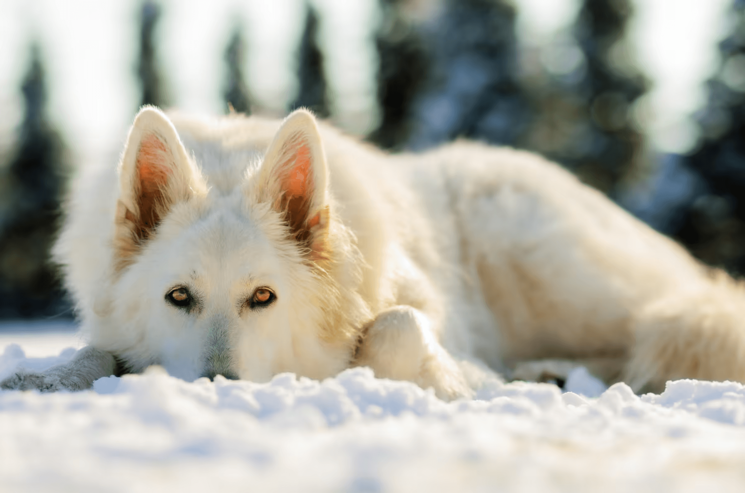 Portrait of a White Swiss Shepherd Dog (also known as White Shepherd) lying in the snow. The dog, with pristine white fur and striking amber eyes, gazes directly at the viewer with a calm and intelligent expression, hinting at its German Shepherd lineage and wolf-like appearance. Snow covers the ground, creating a soft, diffused light. Evocative winter scene capturing the noble beauty of a White Shepherd or White Swiss Shepherd Dog.