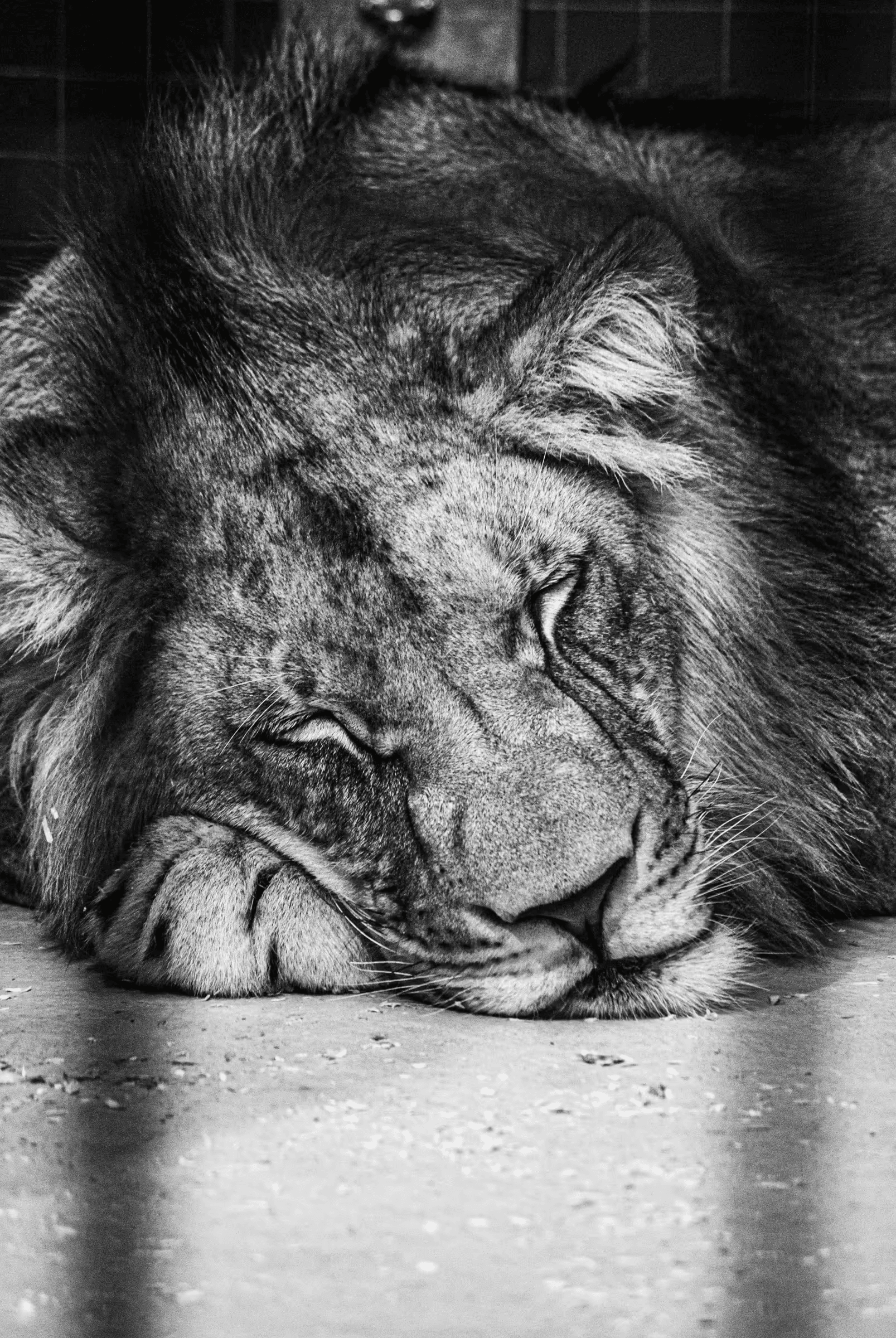 Monochrome portrait of a lion lying down in an enclosure at Berlin Zoo. The lion, with a thick mane, is seen in close-up, his head resting on his paws. The setting suggests a caged environment. Evocative black and white wildlife photography capturing a captive lion's repose.