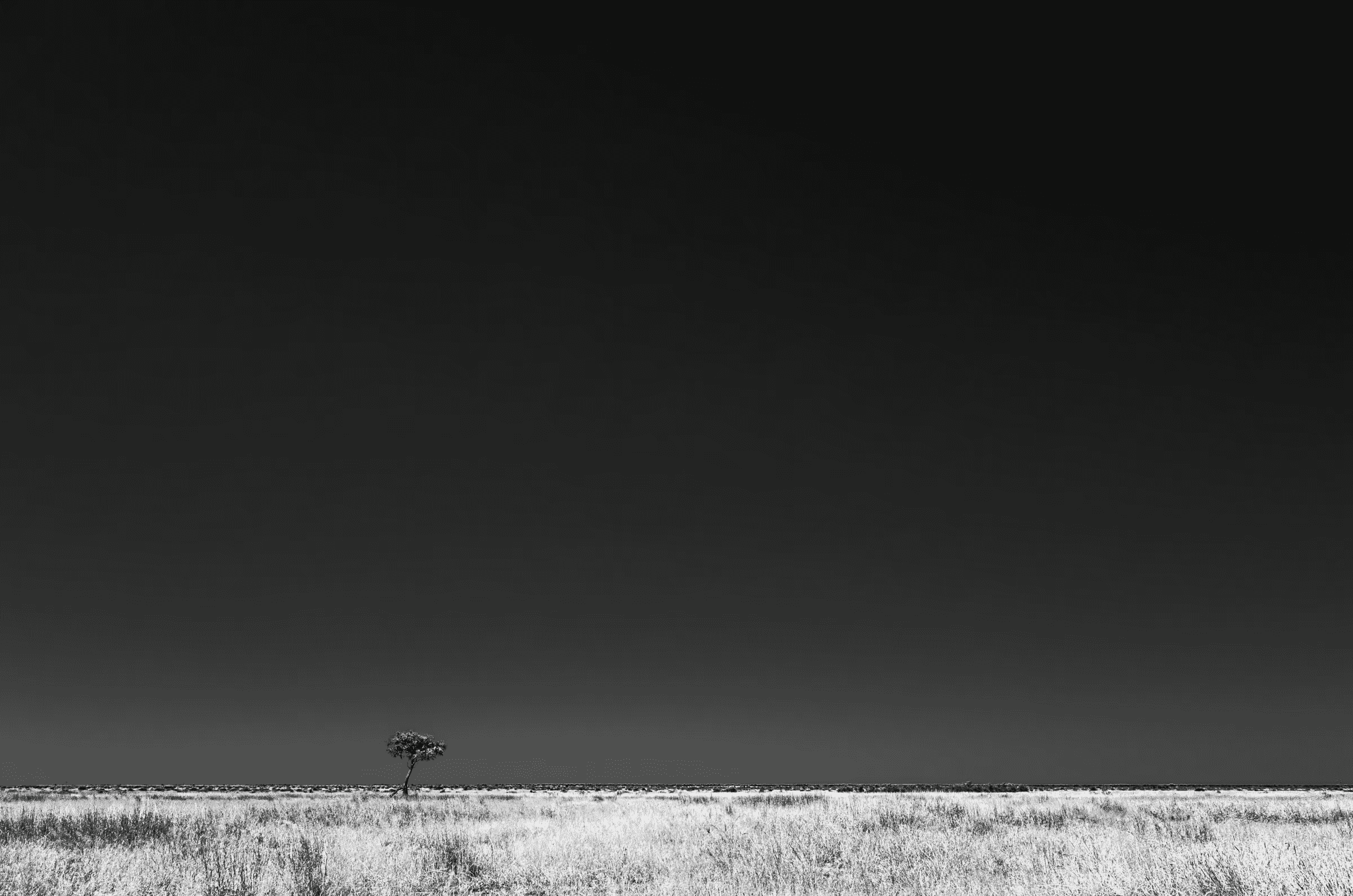 A minimalist black and white landscape photograph featuring a solitary tree standing on the vast, open plains of the Savuti region in Botswana, Africa.