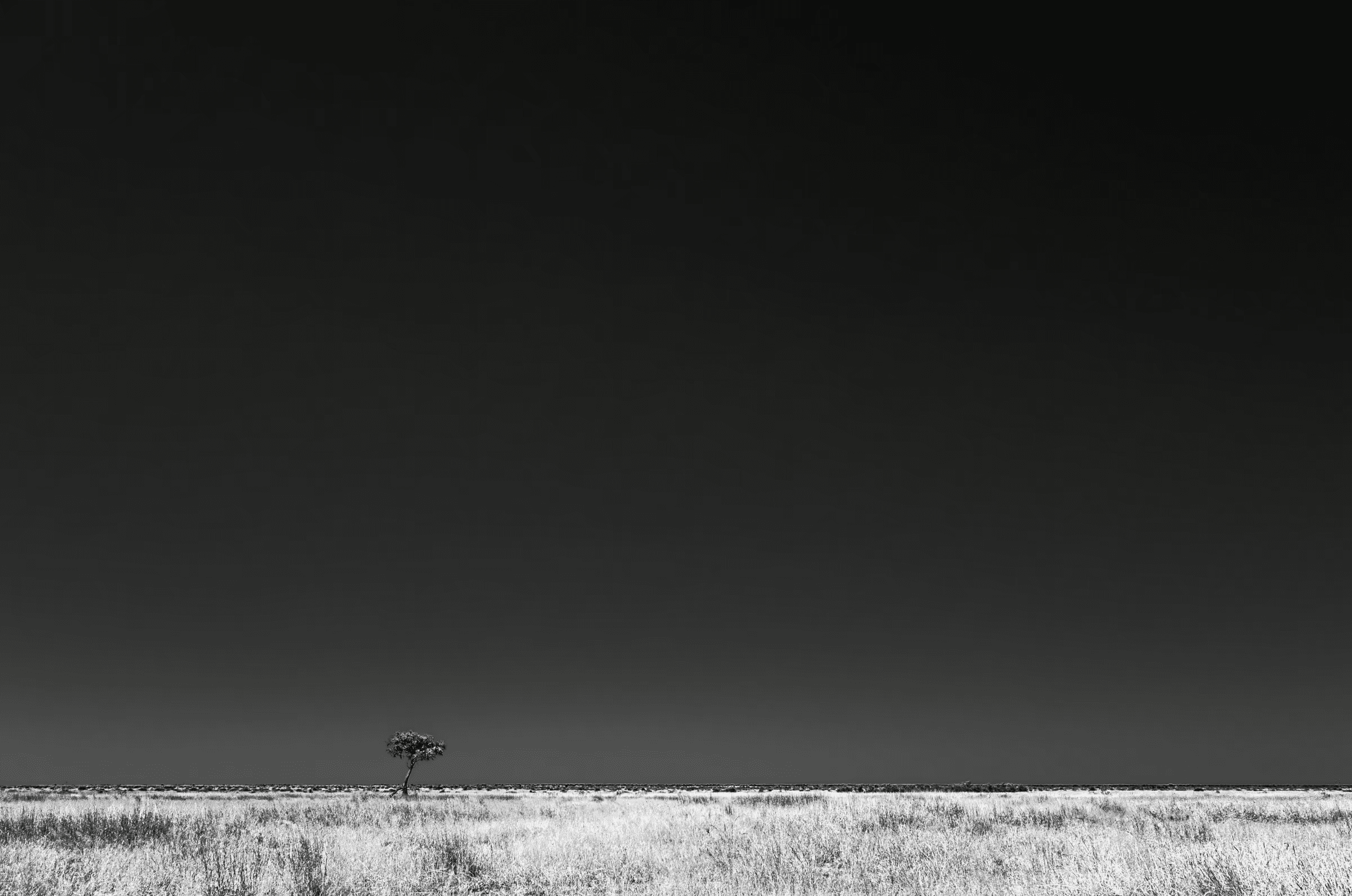 A minimalist black and white landscape photograph featuring a solitary tree standing on the vast, open plains of the Savuti region in Botswana, Africa.