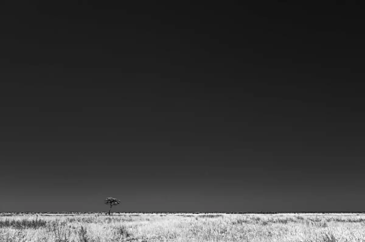 A lone tree on the plains of the Savuti reserver in Botswana