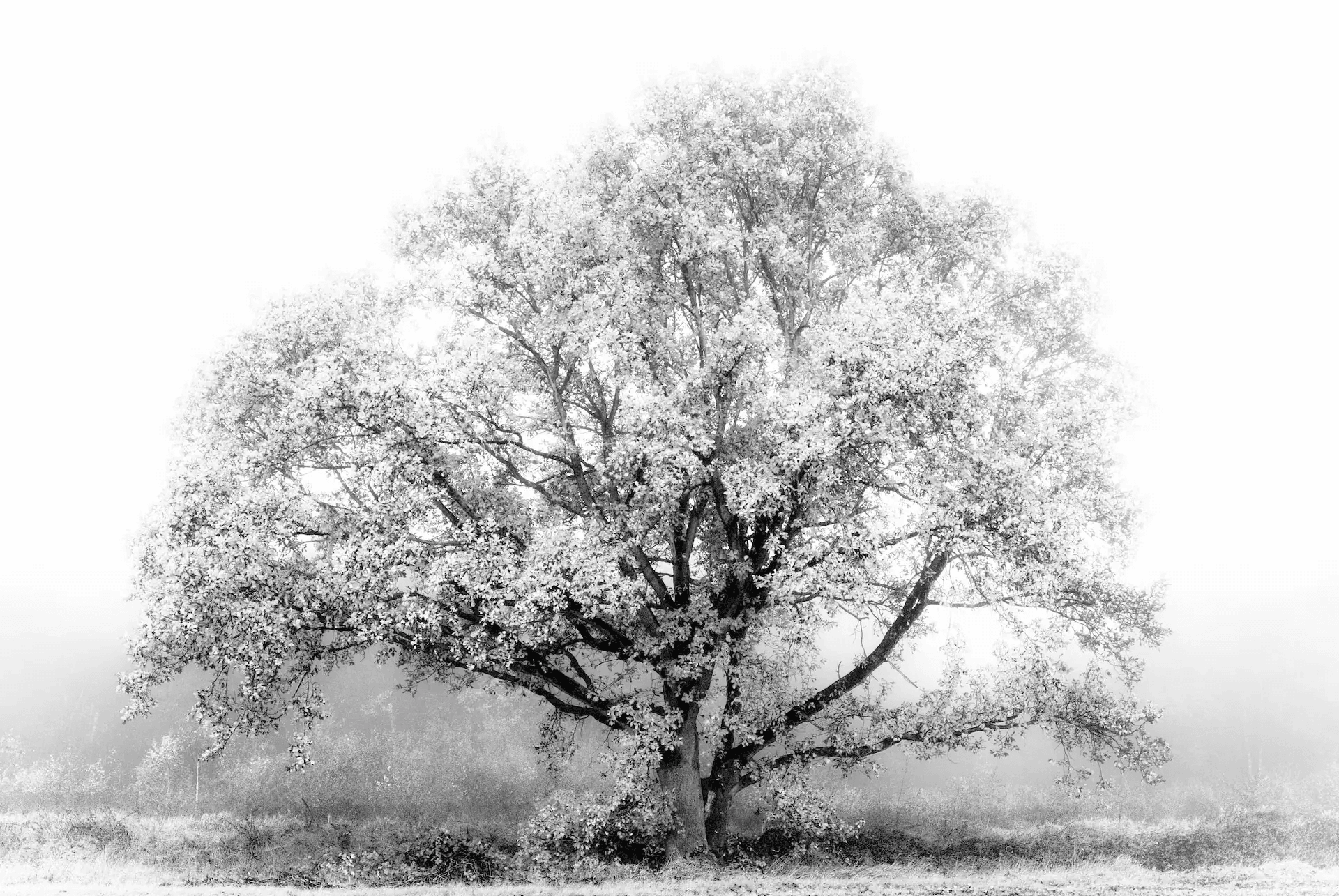 A high-key black and white photograph of a large, solitary tree, its form softly emerging from a dense white mist. The image is predominantly bright, with the tree's branches and foliage rendered in delicate shades of grey against a nearly white background of fog. The scene evokes a sense of tranquility and ethereal beauty, with the tree appearing as a ghostly figure in the misty landscape.