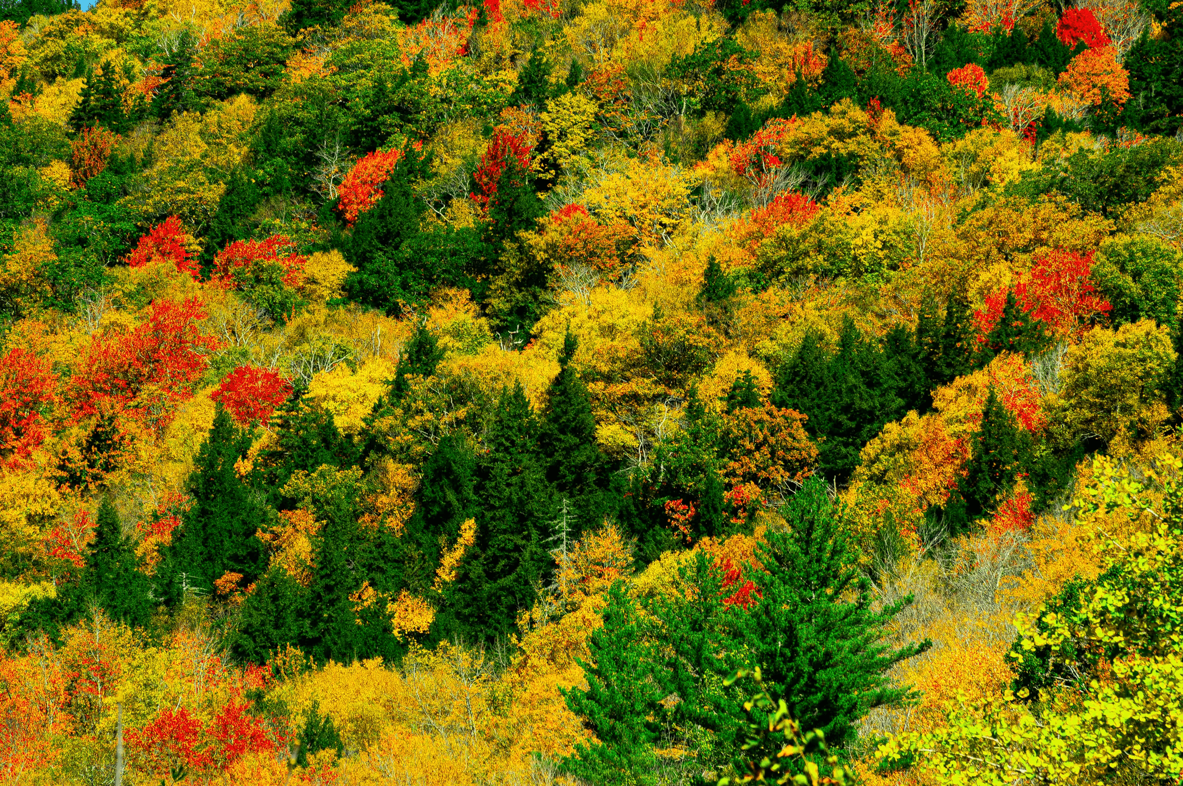 Aerial landscape photograph of Vermont in autumn. A hillside is covered in a dense forest displaying a rich tapestry of fall colors: vibrant reds, oranges, yellows, and greens of autumn foliage. Conifer trees are interspersed among deciduous trees, adding texture to the colorful panorama. Breathtaking autumn landscape of Vermont, New England.