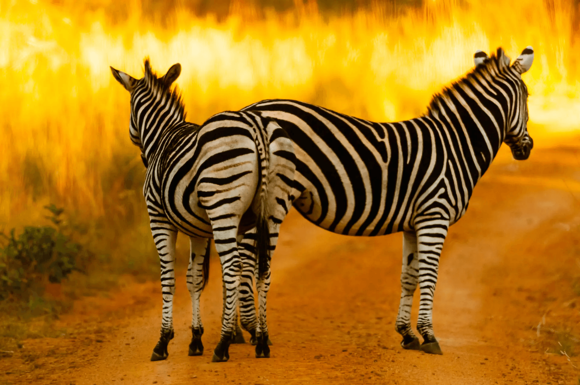 A vibrant photograph of two zebras standing closely together on a dirt path. Their black and white stripes are sharply defined and create a striking pattern. The background is a blur of warm, golden hues, suggesting the soft light of sunrise or sunset in the African savanna. The zebras are facing slightly different directions, but their proximity and posture suggest a close bond or a moment of shared alertness in the wild. The overall impression is one of natural beauty, contrast, and the iconic patterns of these African animals.