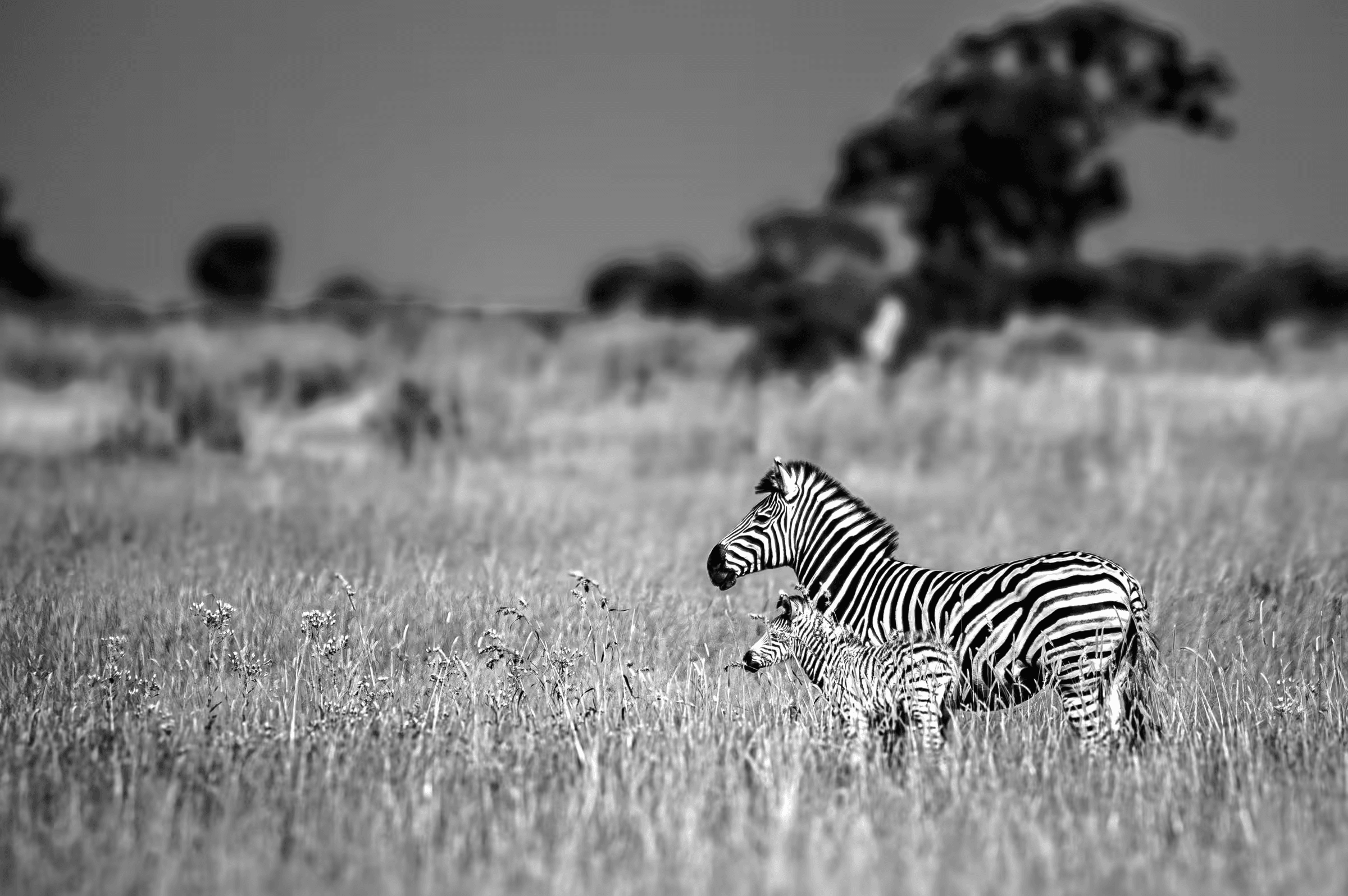 Black and white wildlife photograph of a zebra mother and her calf on the African savanna. The adult zebra and her smaller calf stand side-by-side in a field of tall grass, both facing slightly left. The background is intentionally blurred to emphasize the pair. Gentle and peaceful monochrome wildlife scene.