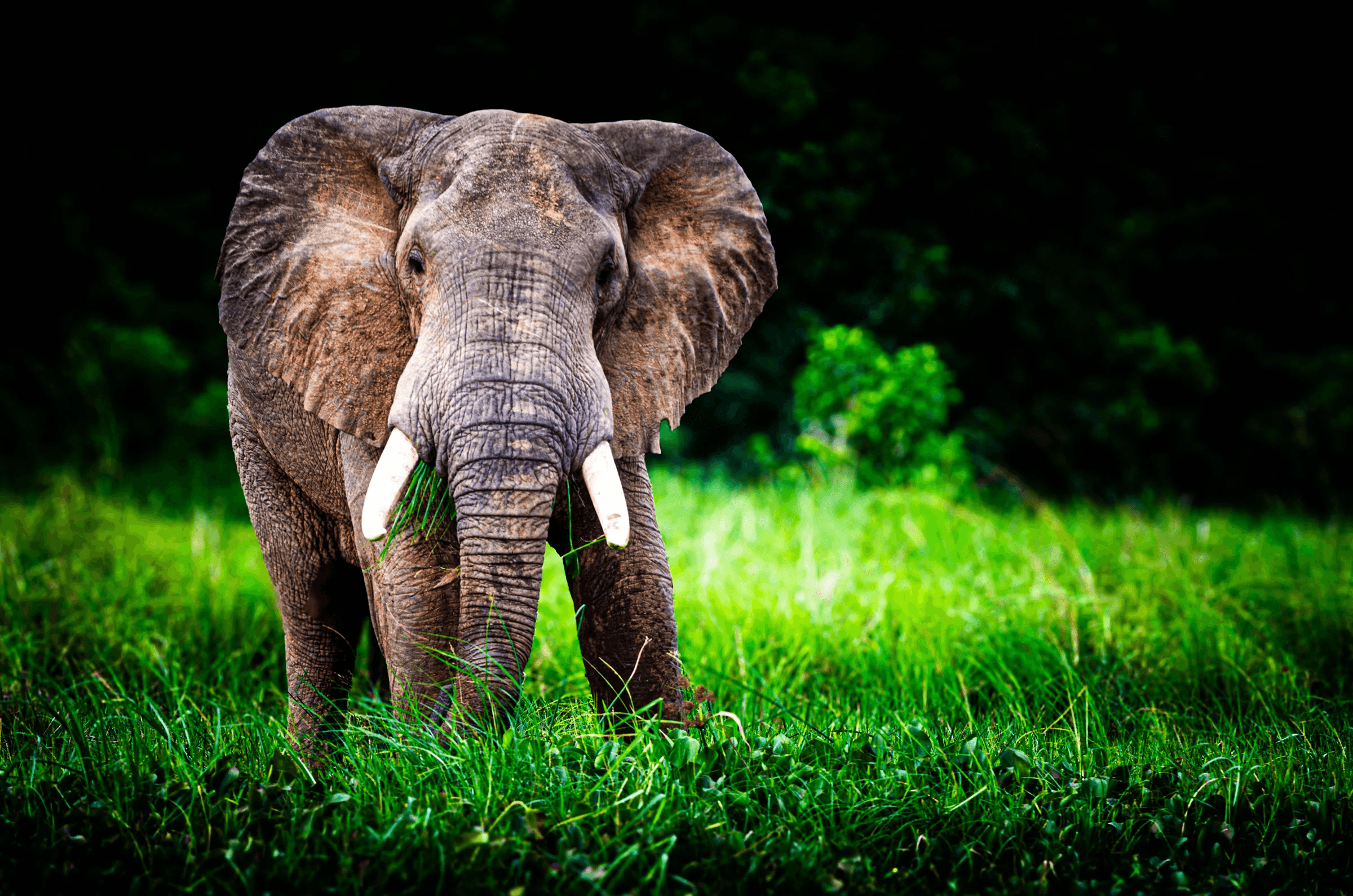 Front view of a large African elephant with tusks, standing facing the camera in vibrant tall green grass against a dark, leafy background.