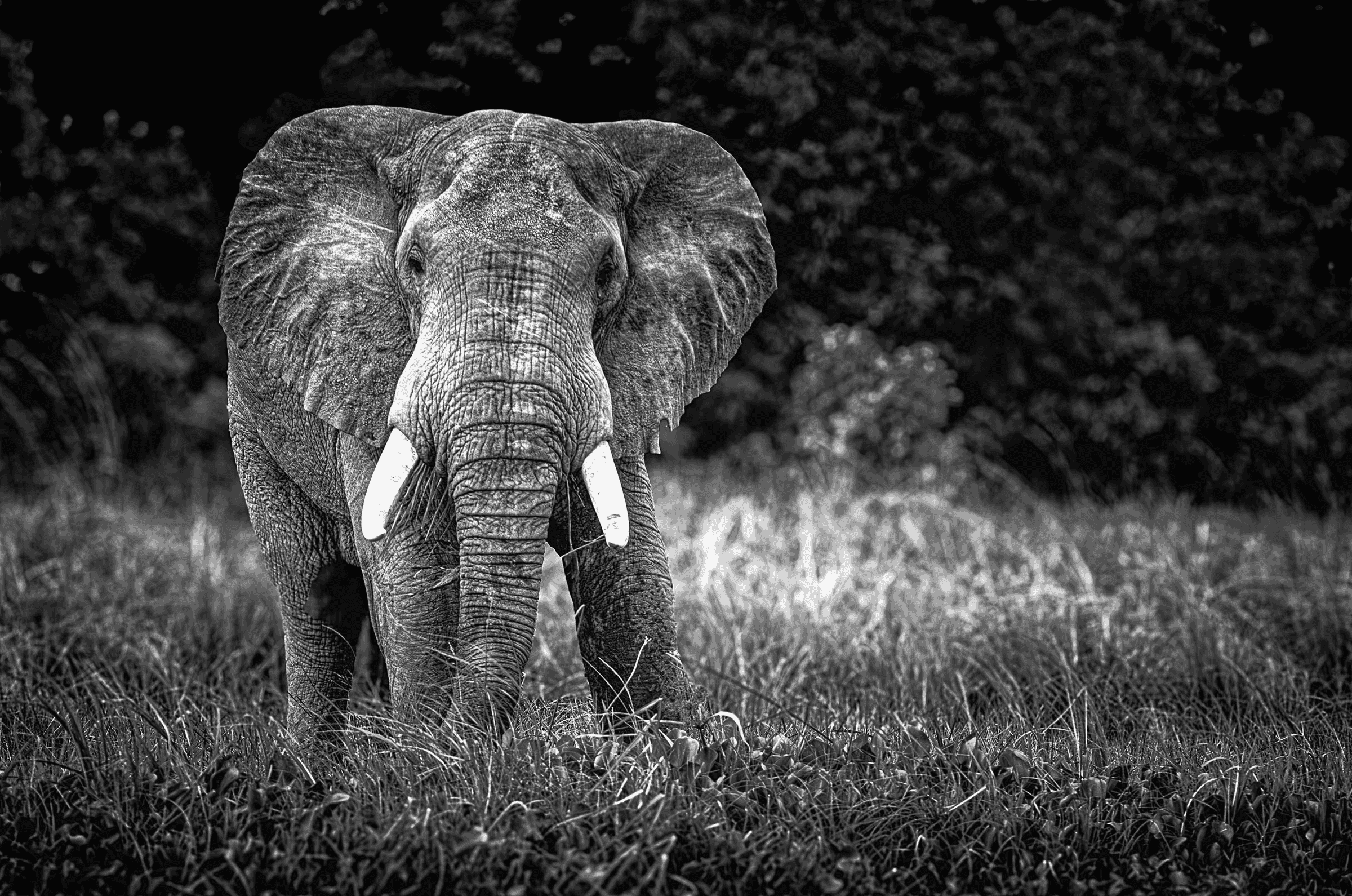 Black and white front-view portrait of a large African elephant with tusks, standing in tall grass against a blurred background.