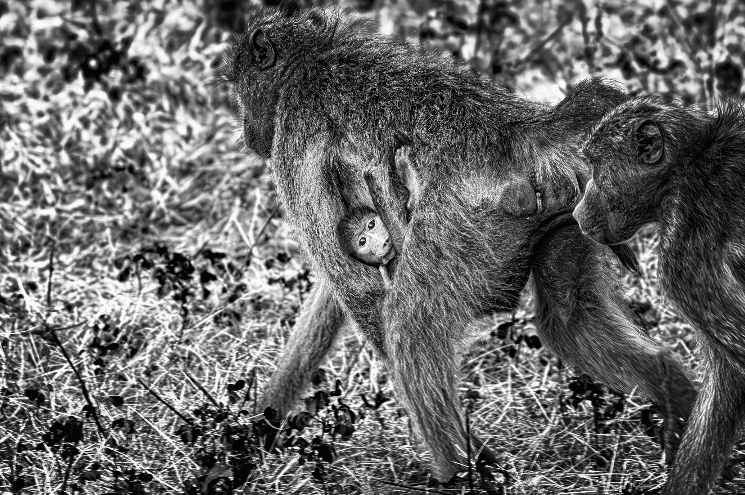 Baboon Mother and Infant An adult baboon walking through grassy terrain in Uganda, carrying its baby underneath its belly.