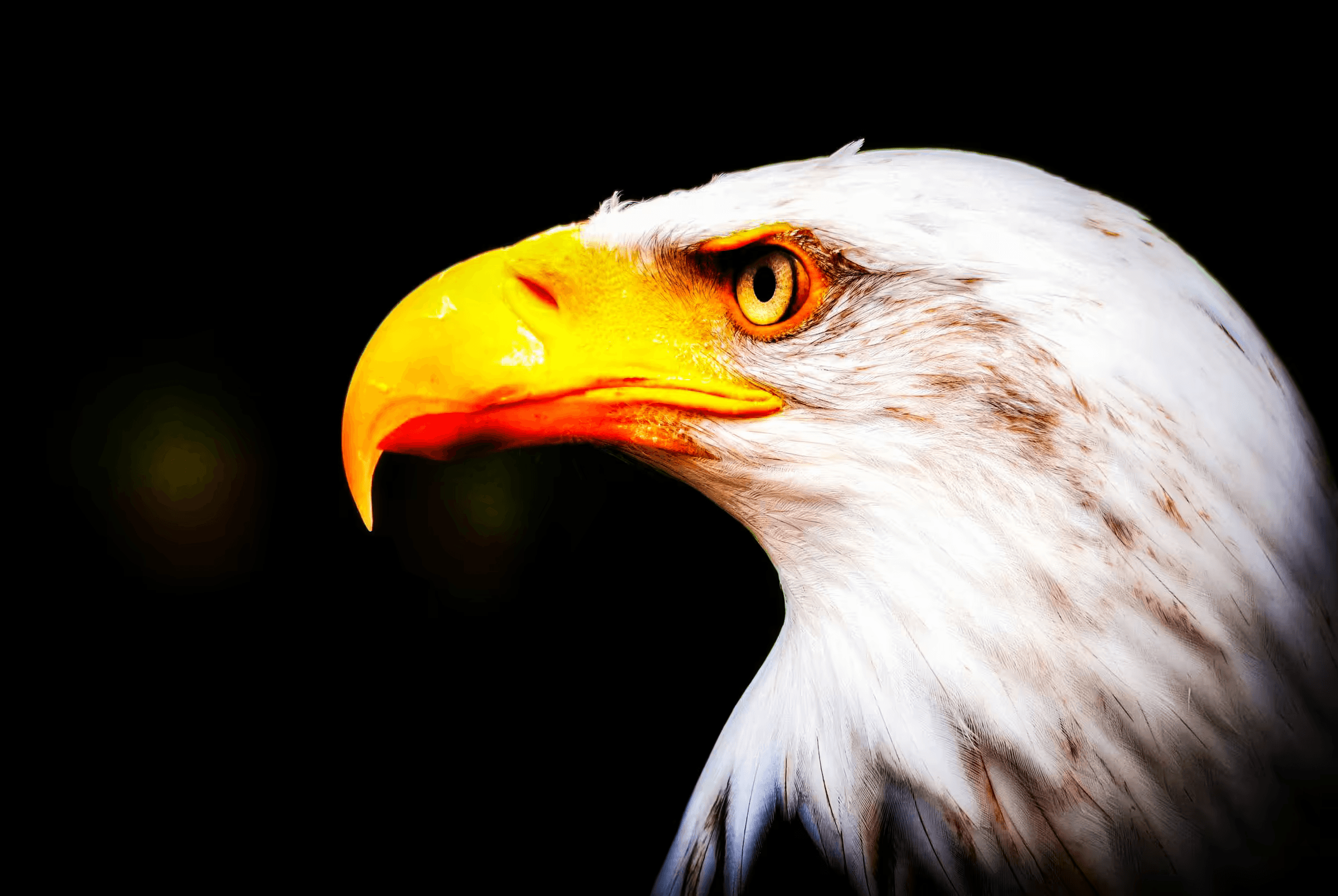 Close-up portrait photograph of a Bald Eagle. The eagle's head and neck are in sharp focus, showcasing its white feathers, yellow beak, and piercing golden eye. The background is a soft, dark blur, emphasizing the bird's features. Powerful wildlife portrait of an American symbol.