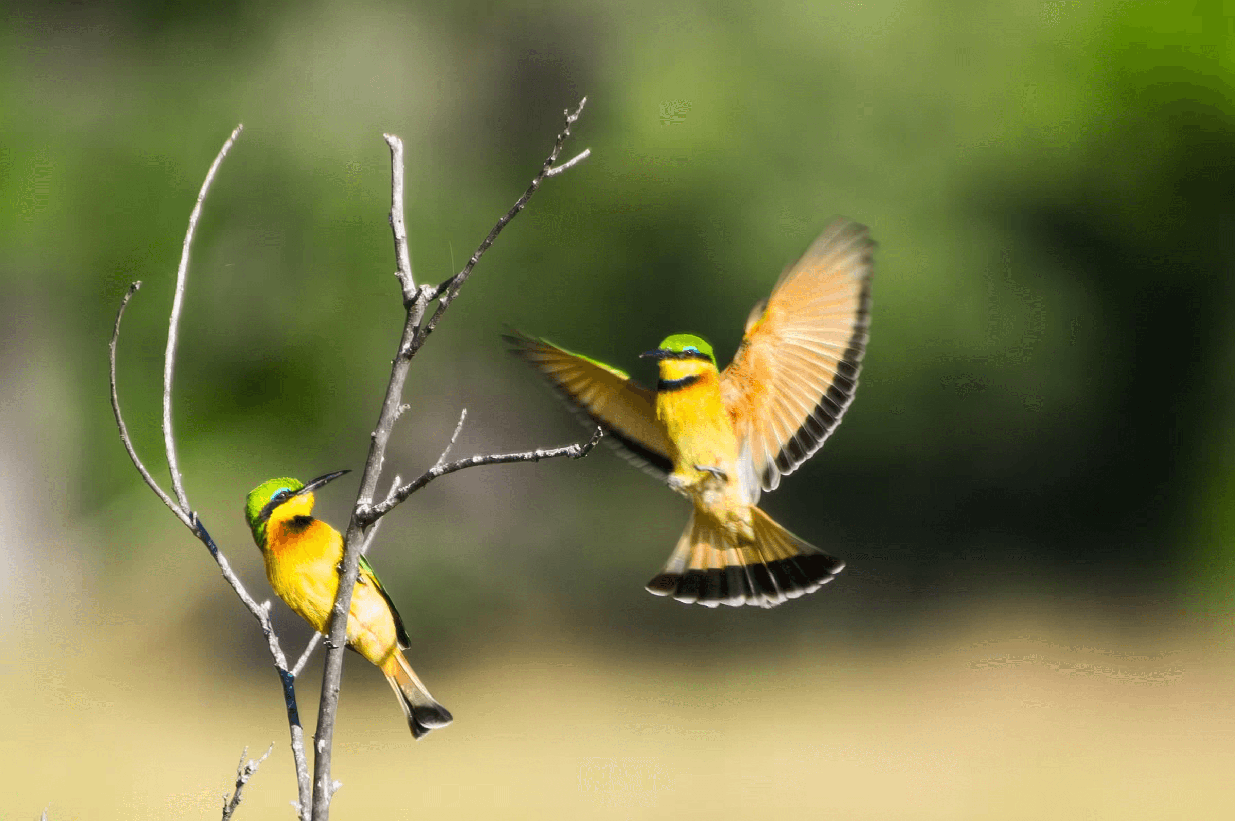 Wildlife photograph of two Bee-Eater birds on a branch. One Bee-eater with bright yellow and green plumage is perched on a bare branch, while another with wings outstretched is captured in mid-flight, just leaving the branch. Green and blurred natural background. Dynamic bird photography showcasing bee-eaters.