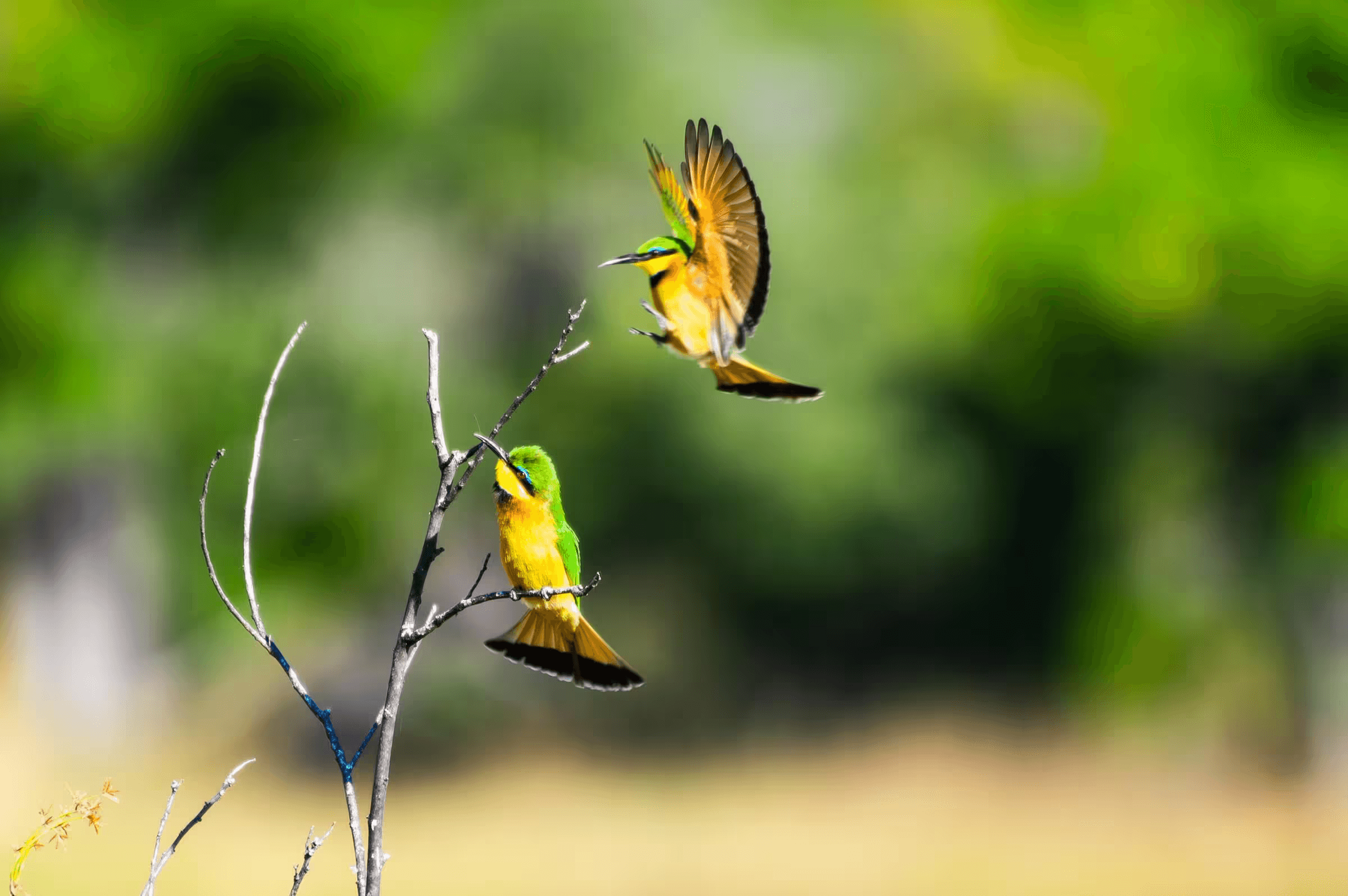 Wildlife photograph featuring two Bee-Eaters in flight. One Bee-eater with bright yellow, green, and orange plumage is perched on a thin branch, and the other is captured in mid-air, wings fully extended upwards as if ascending from the branch. Blurred green foliage and natural setting create a vibrant background. Energetic bird photography highlighting bee-eaters in motion.