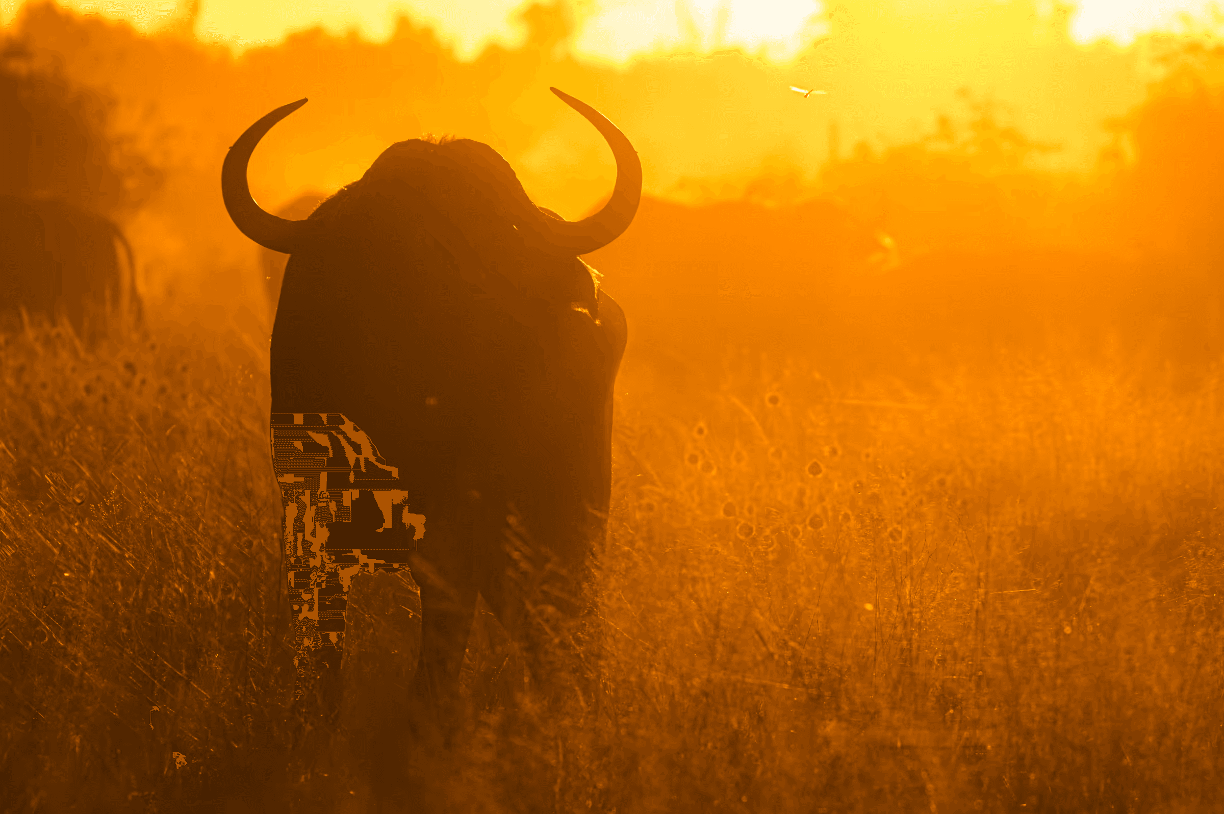 Sunlit Majesty: Bull of Botswana Dramatic silhouette of an African bull in Botswana against a vibrant golden sunset/sunrise.