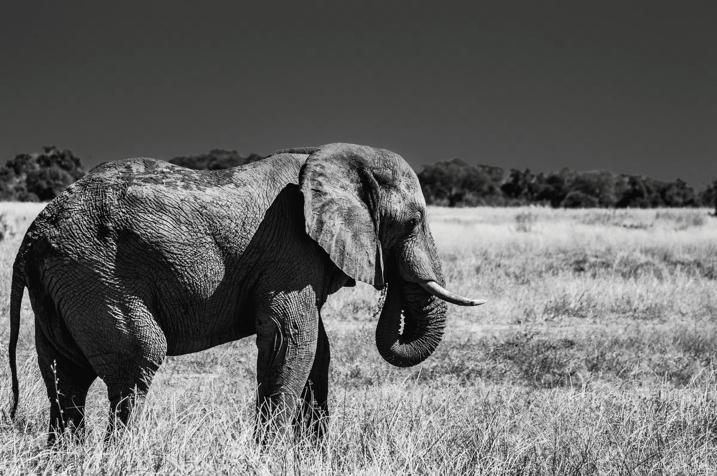 Botswana Giant: Elephant in Monochrome Giant Elephant in Botswana in monochrome.