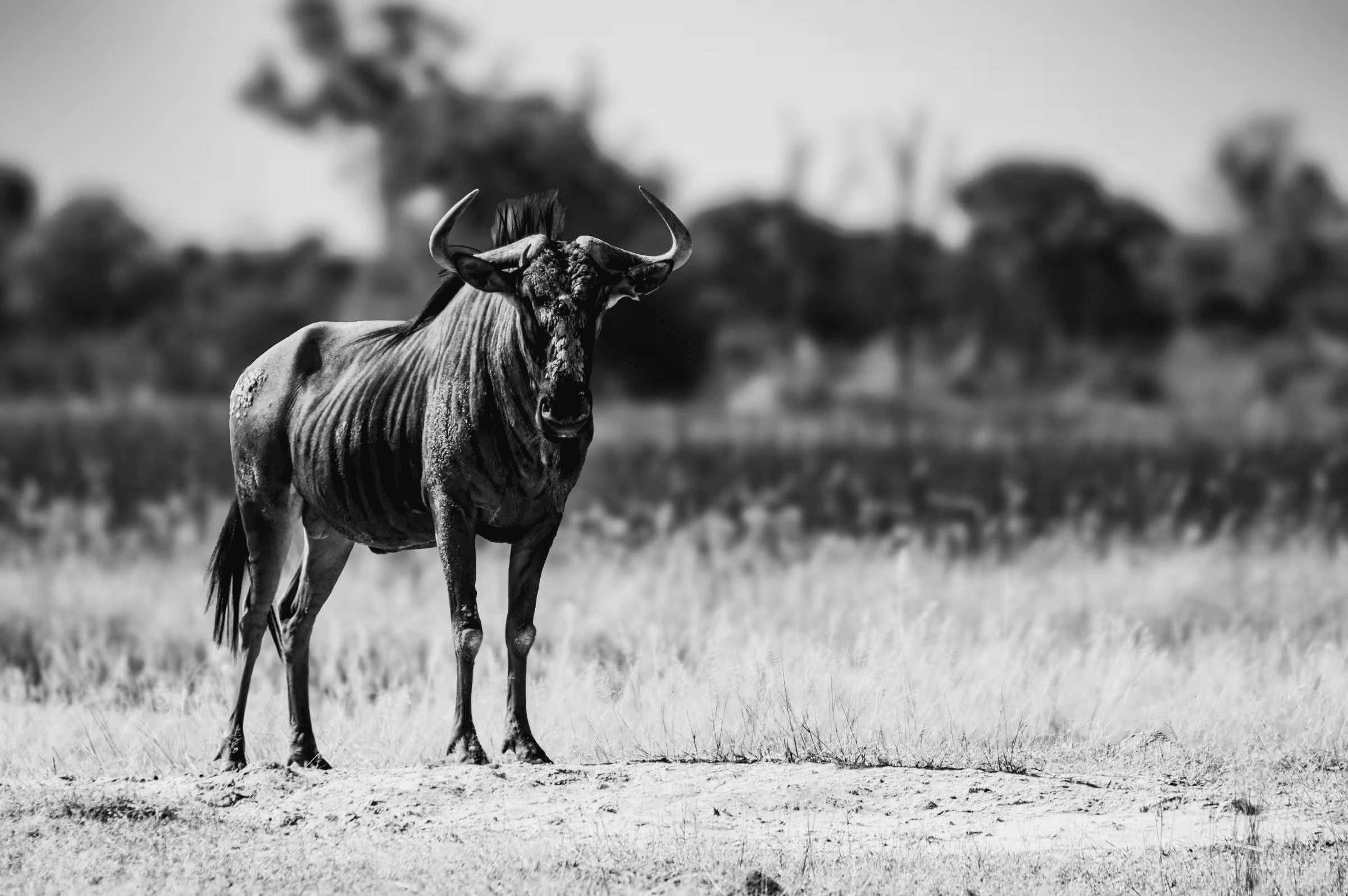 Black and white wildlife photograph of a Blue Wildebeest standing in a grassy field in Botswana. The wildebeest gazes directly at the camera, its strong build and curved horns prominent in the frame. The background is blurred, highlighting the animal against the savanna landscape. Striking monochrome wildlife portrait.