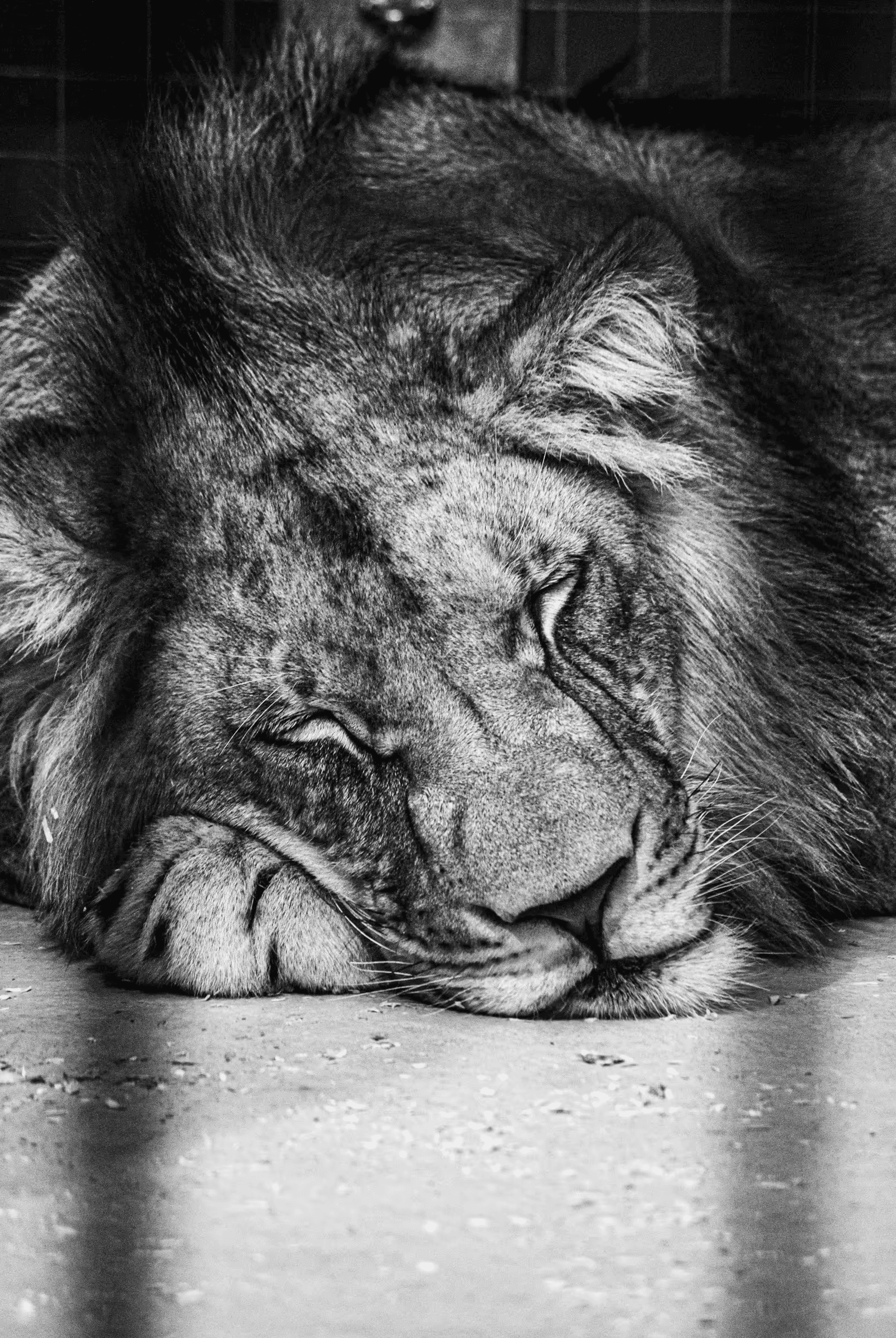 Monochrome portrait of a lion lying down in an enclosure at Berlin Zoo.