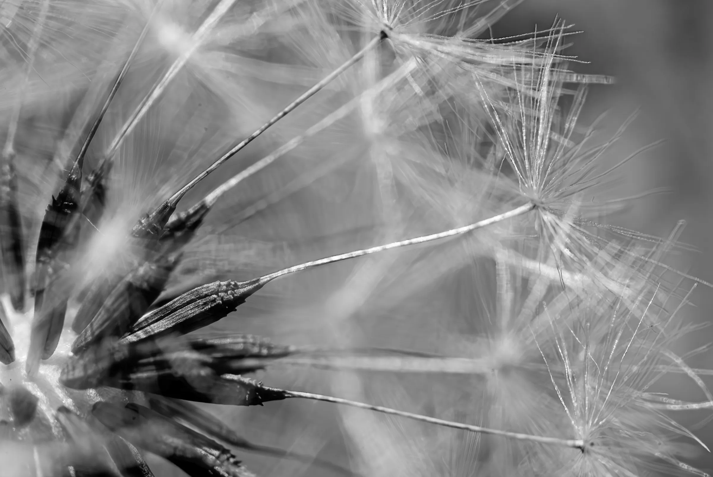 Black and white macro photograph showing the intricate details of a dandelion seed head (clock), focusing on the seeds and their feathery parachutes.