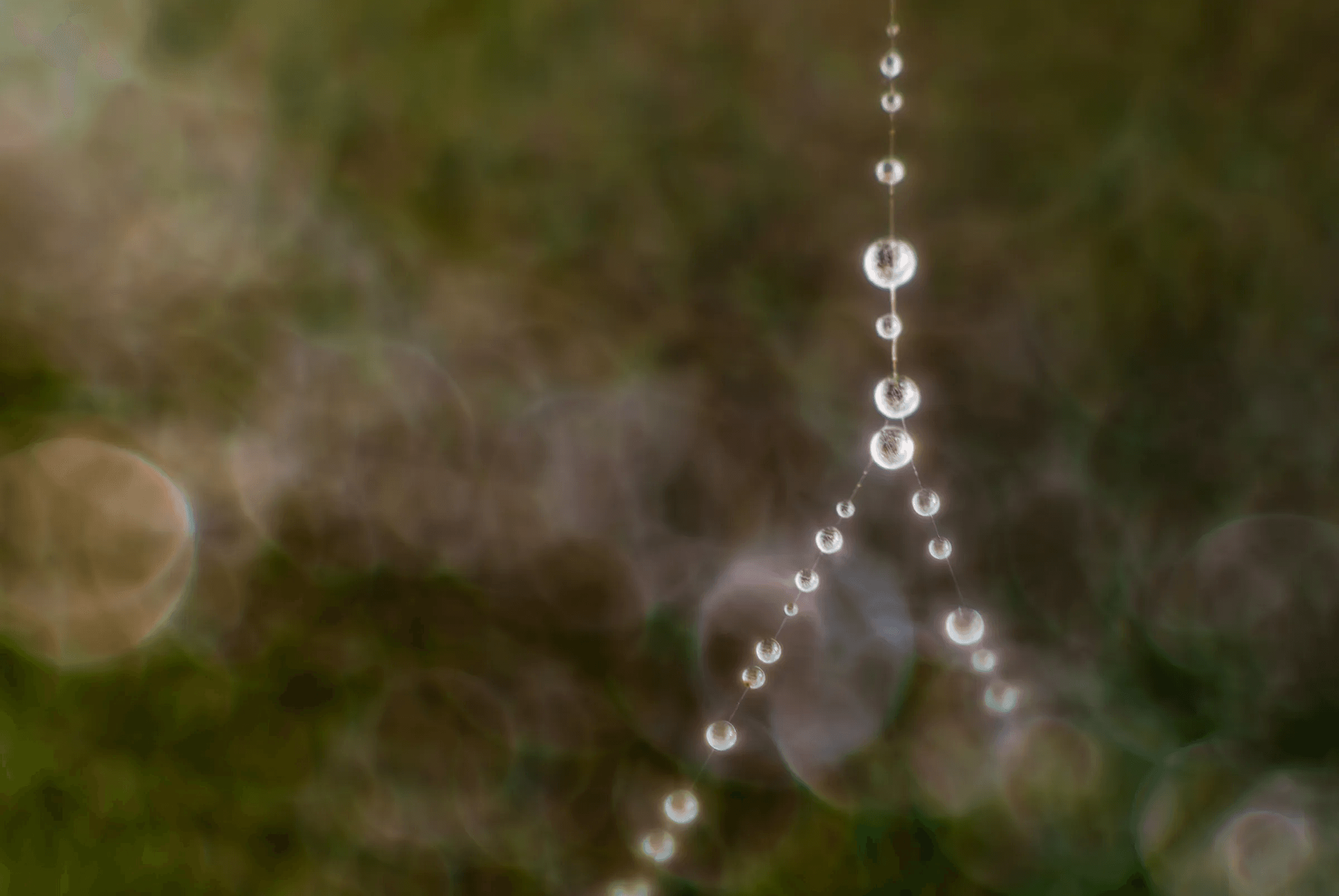 Dew Drops on Spider Web Dew Drops on Spider Web as an abstract study.