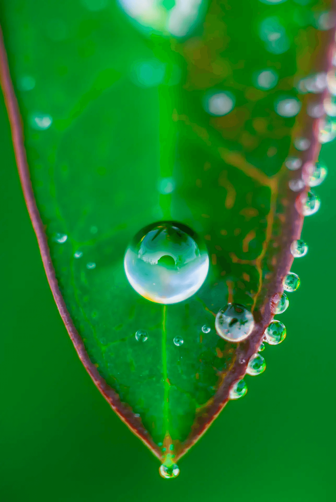 Macro photograph of a large, luminous dewdrop clinging to the tip of a vibrant green leaf.