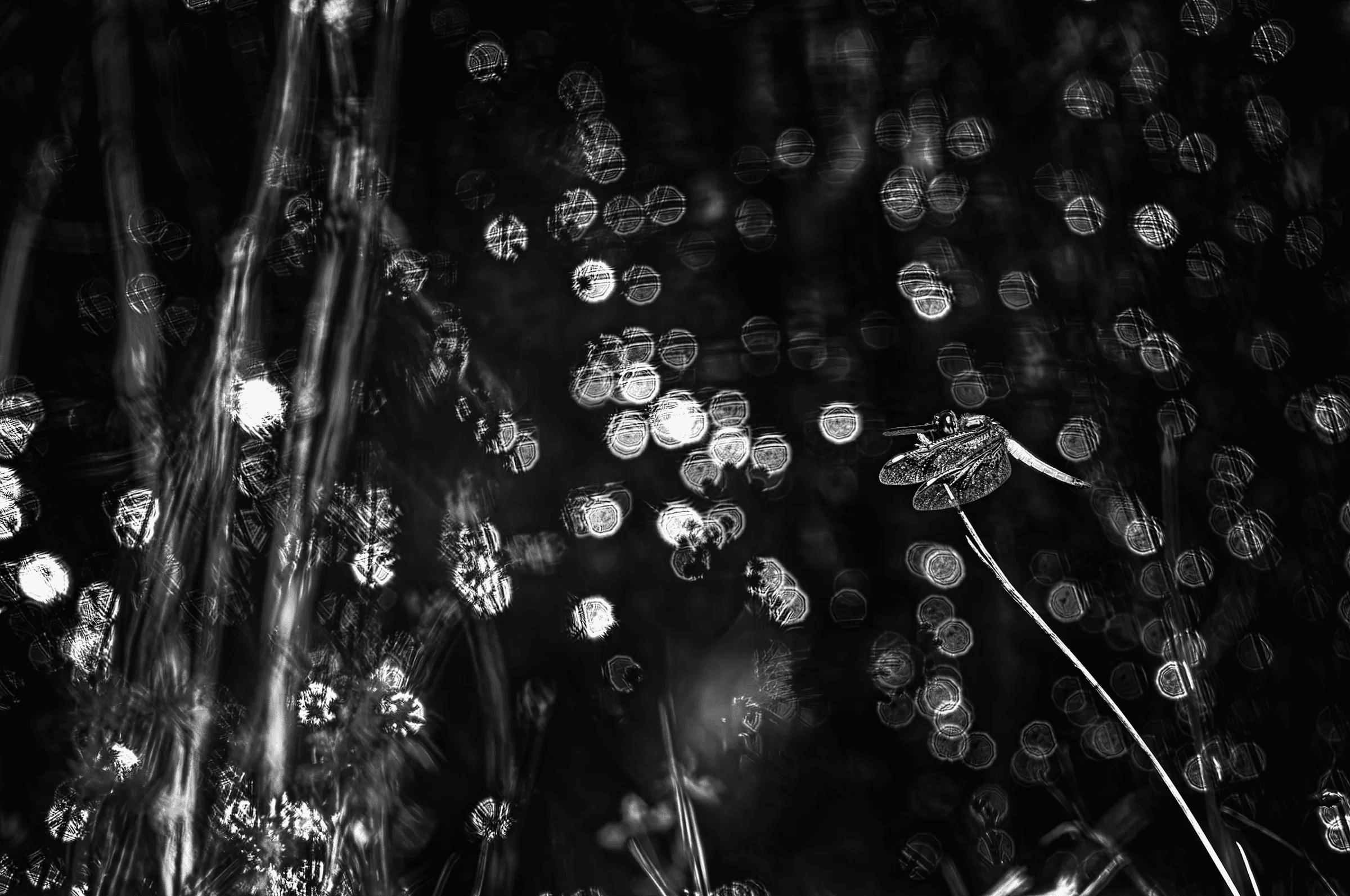 Black and white photograph of a dragonfly perched on a plant stem against a dark background filled with sparkling circular bokeh highlights.