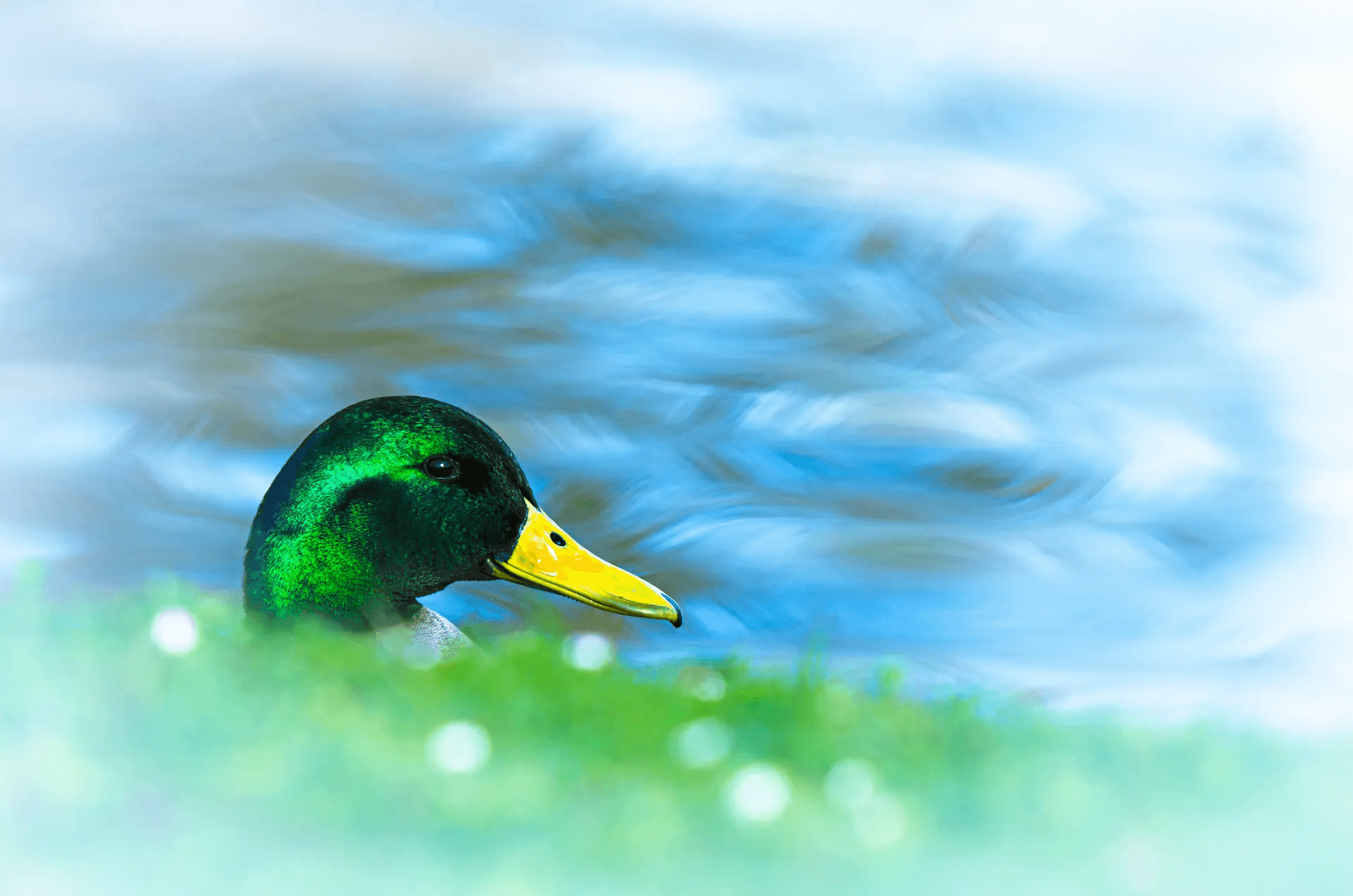 Emerald Gaze: Mallard Study Striking close-up portrait of a male mallard duck.