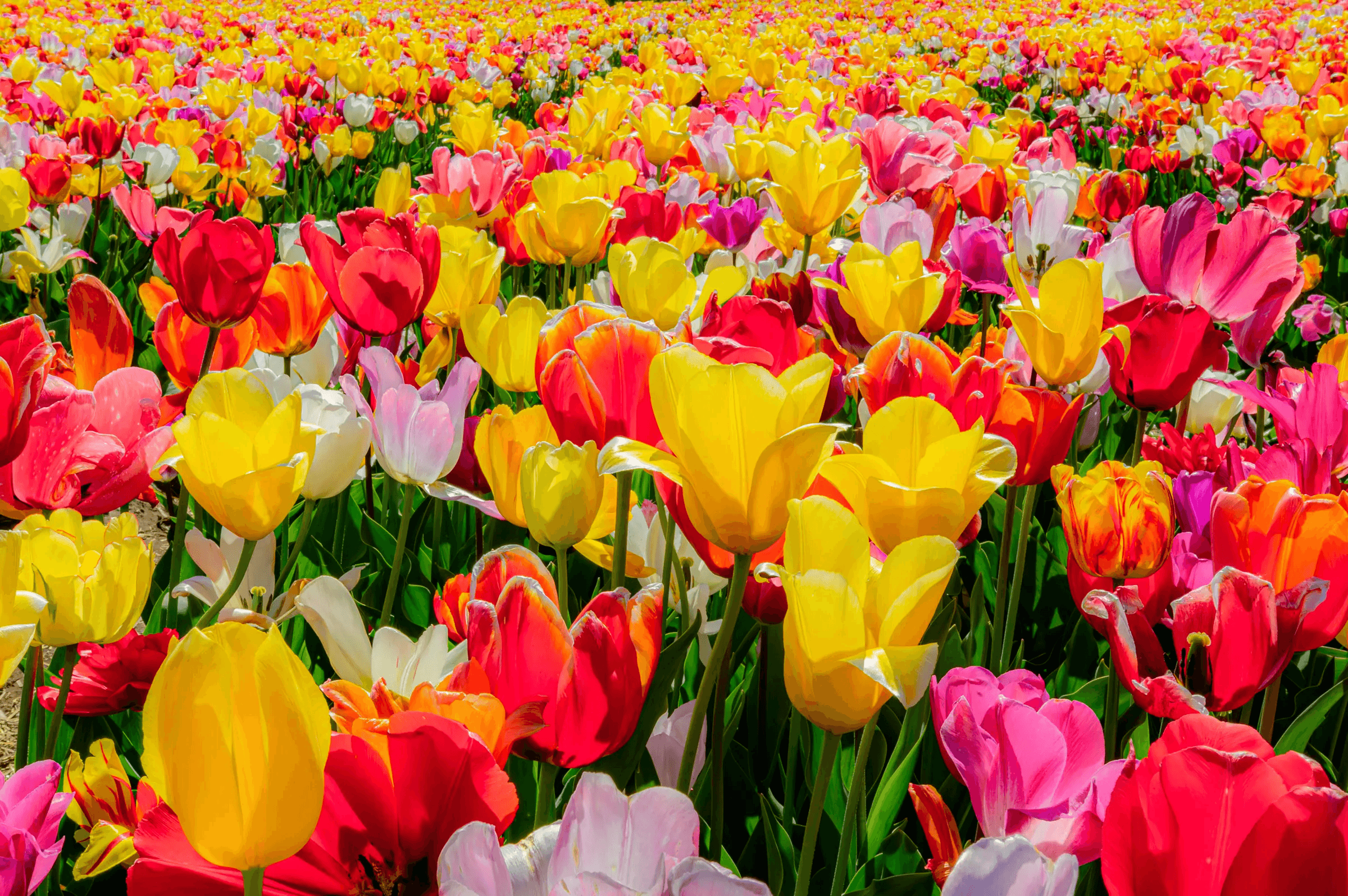 Field of Tulips in Bloom A dense field of yellow, red, pink, and white tulips stretching into the distance, bathed in bright daylight