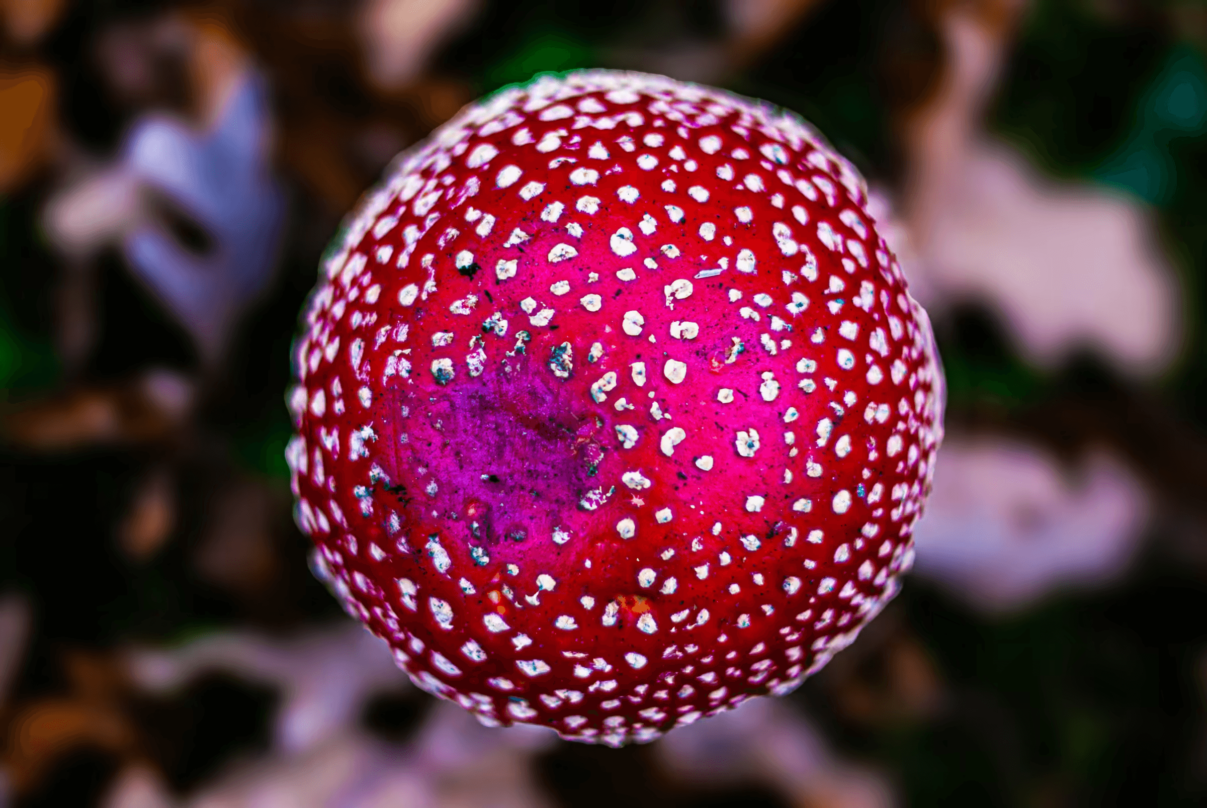 Macro photograph of a Fly Agaric mushroom cap. The bright red cap is covered in white, wart-like speckles and fills the frame.