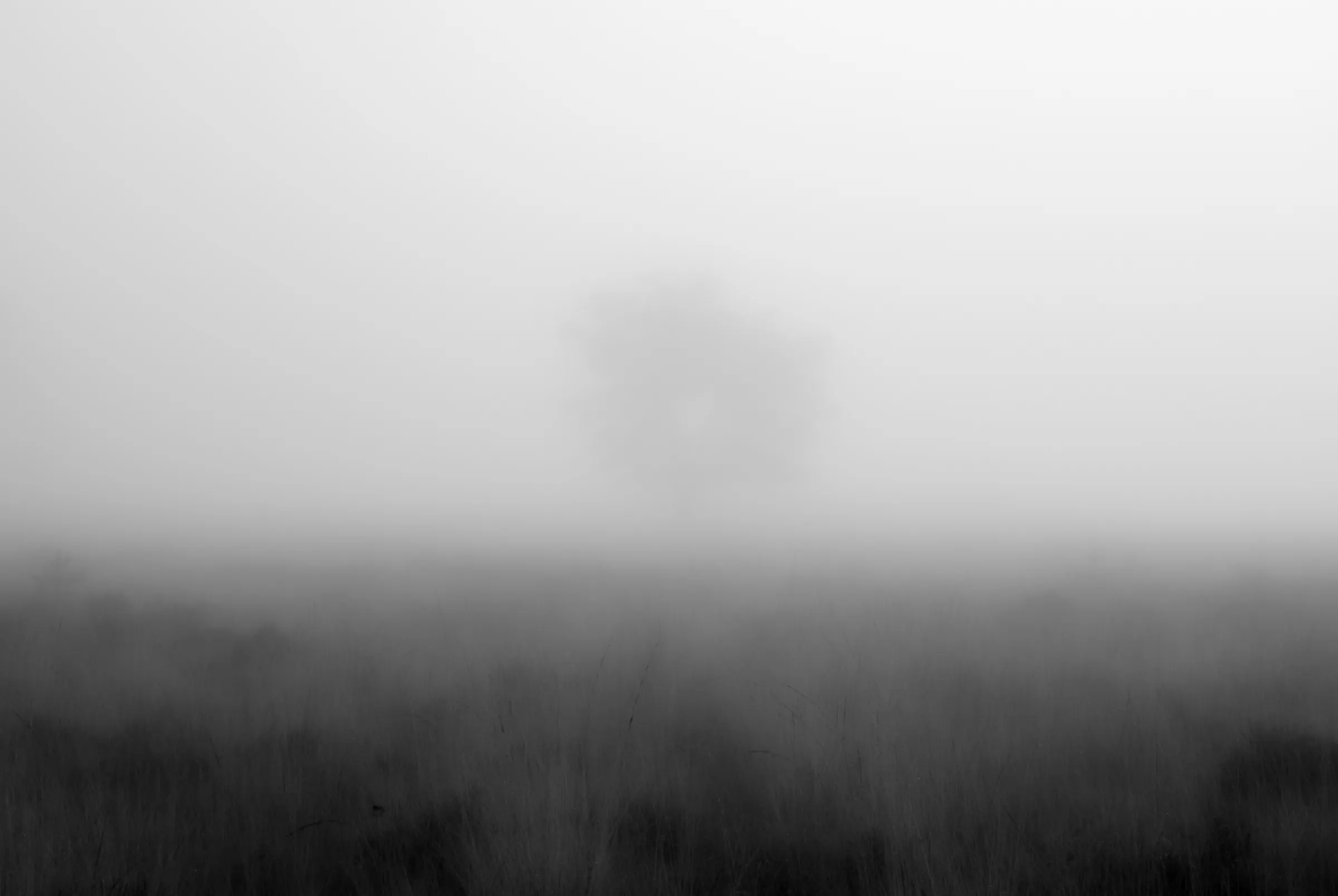 Black and white landscape photograph of a solitary tree silhouetted in the distance through dense fog, above a dark field of grass.