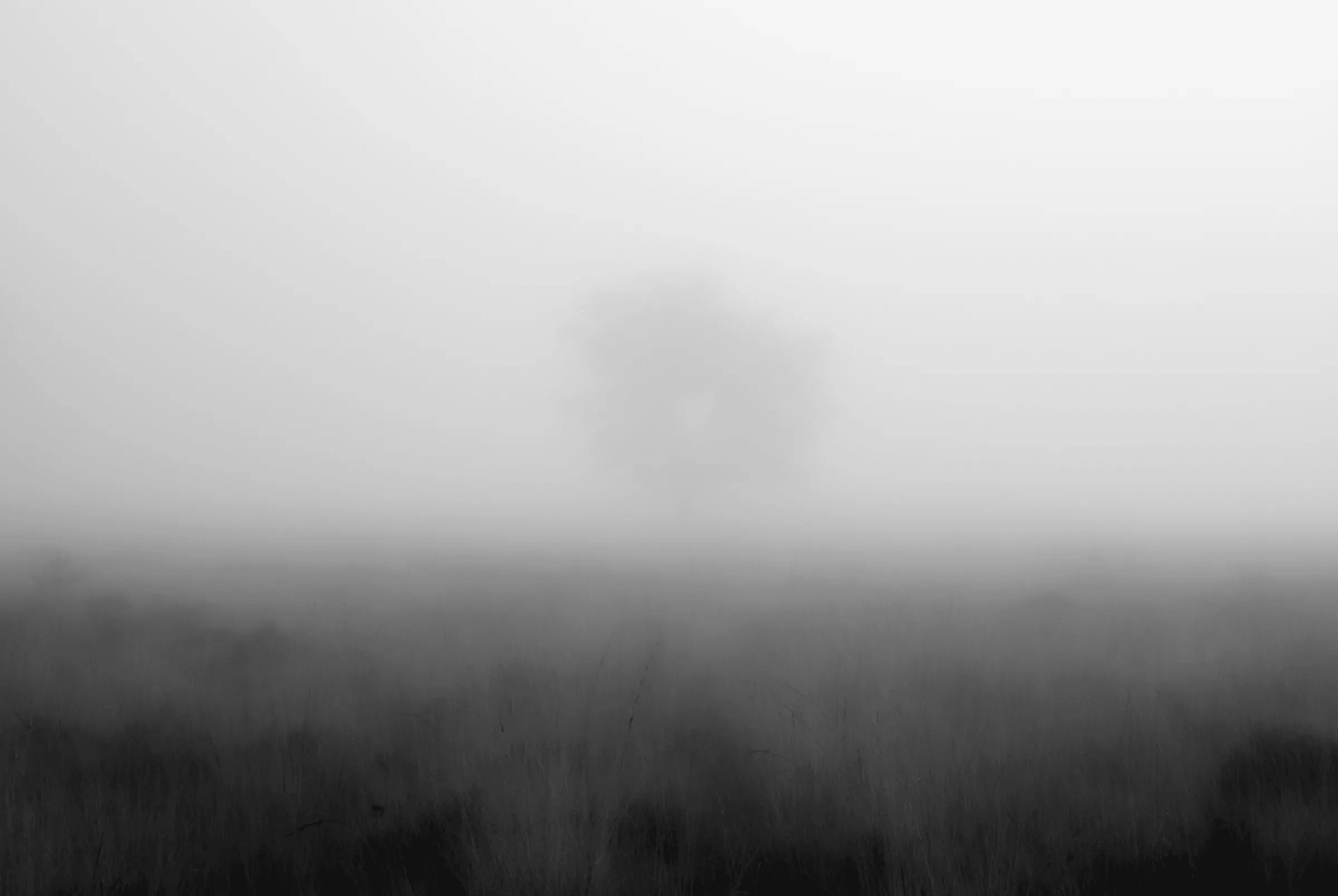 Solitary Tree in Fog A solitary tree silhouetted in the distance through dense fog, above a dark field of grass.