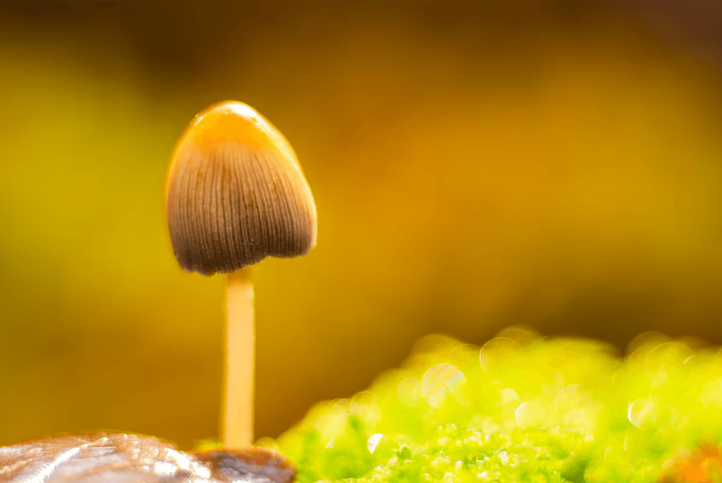 Macro photograph of an Inky Cap mushroom. The mushroom cap, brown and ridged, is prominently featured against a blurred yellow and green background of moss. Delicate textures of the mushroom's gills and stem are visible in close-up. Soft, diffused lighting. Intimate nature photography of an Inky Cap mushroom, fungi, macro, close-up, woodland.