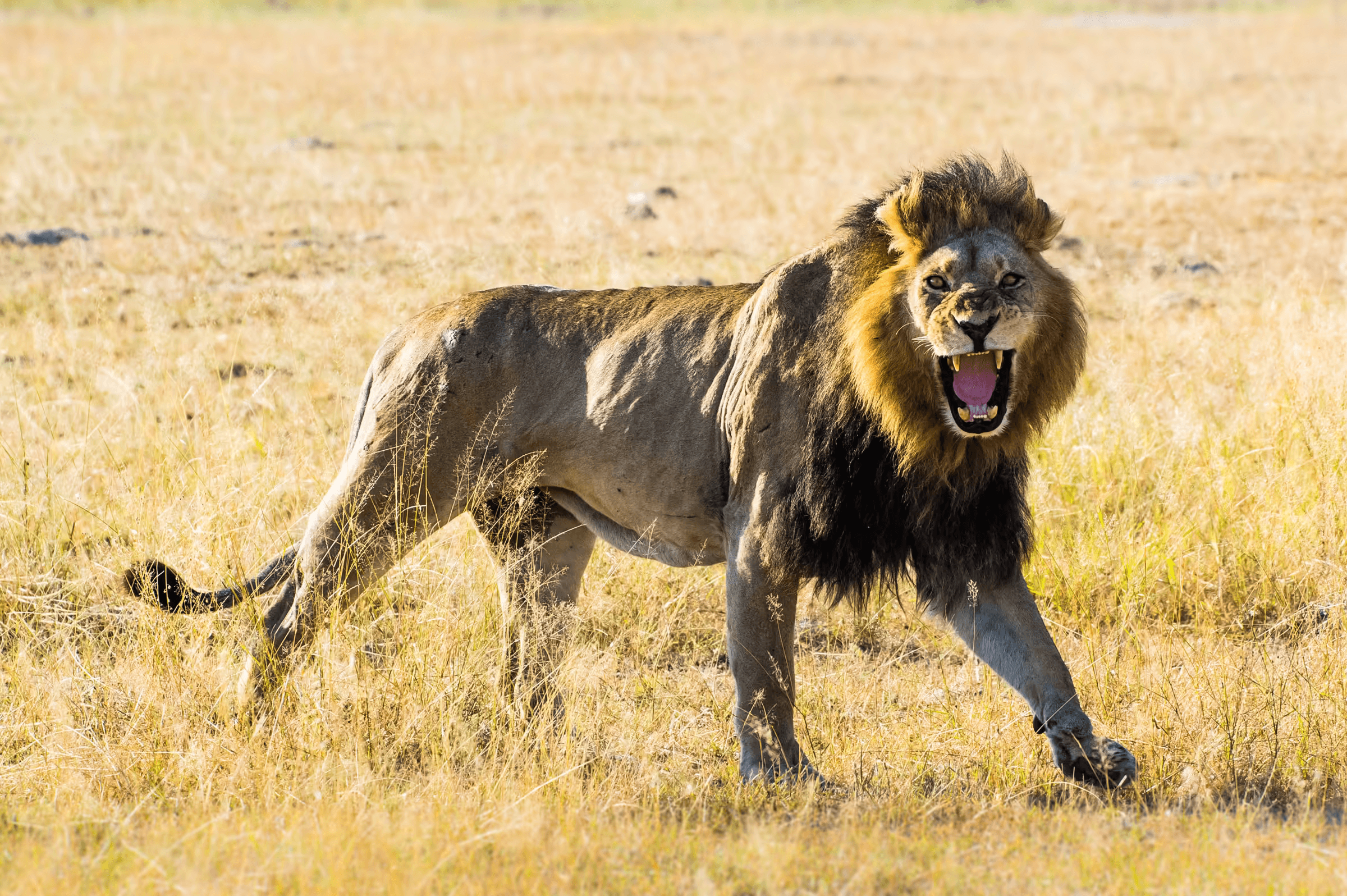 Wildlife photograph of an African Lion growling directly towards the camera. The lion, with a full mane, is standing in a dry grassy field, with its mouth wide open in a growl, revealing teeth and tongue. The background is a blurred savanna landscape. Dynamic wildlife action shot of a growling lion.